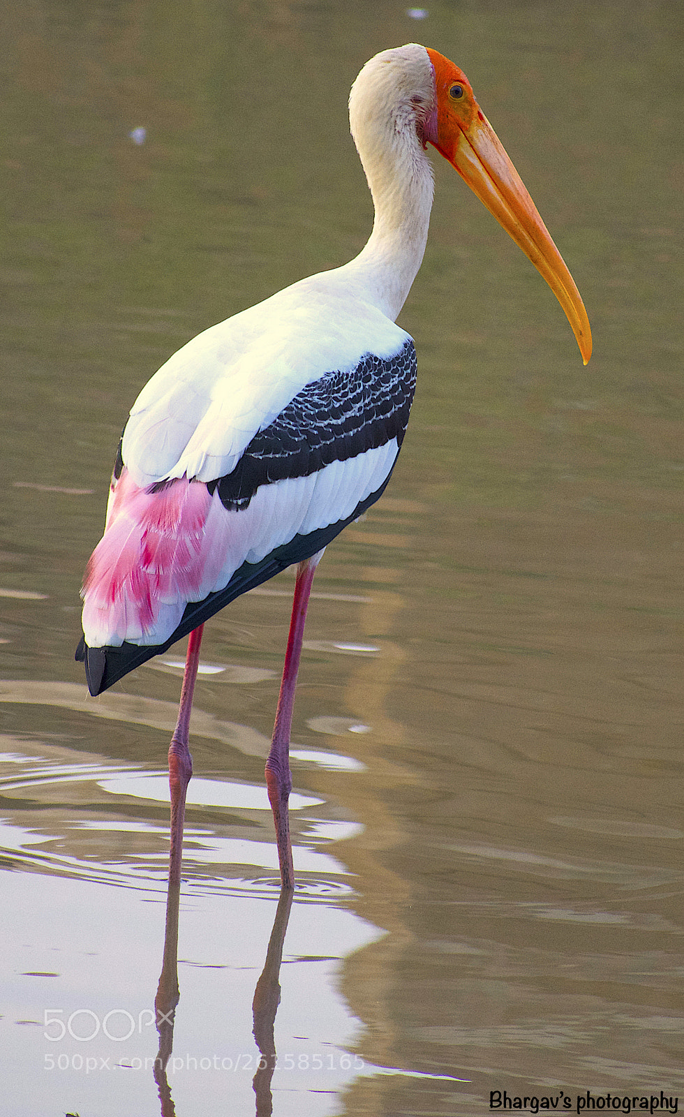 Nikon D3400 sample photo. Bird photography