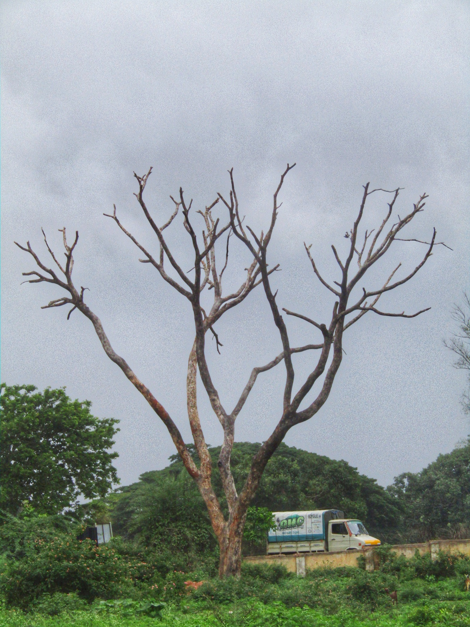 Canon POWERSHOT SX430 IS sample photo. Bald tree photography