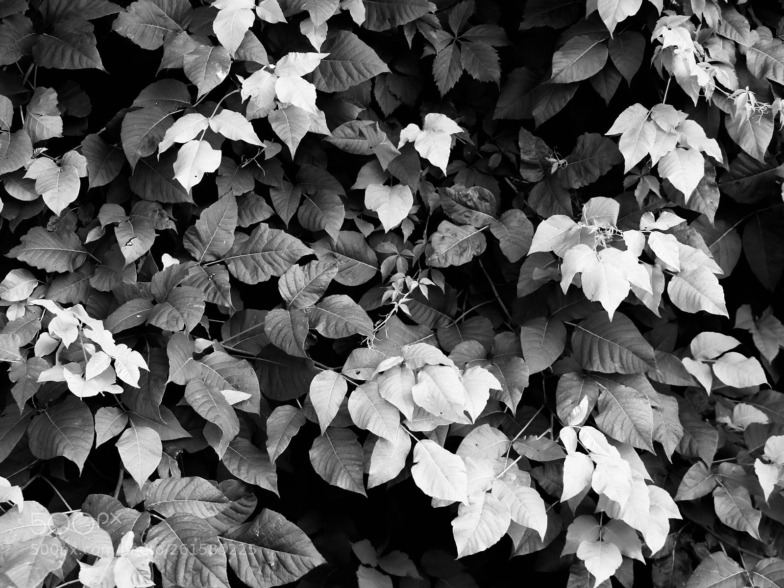 Canon EOS 80D sample photo. Untitled photography