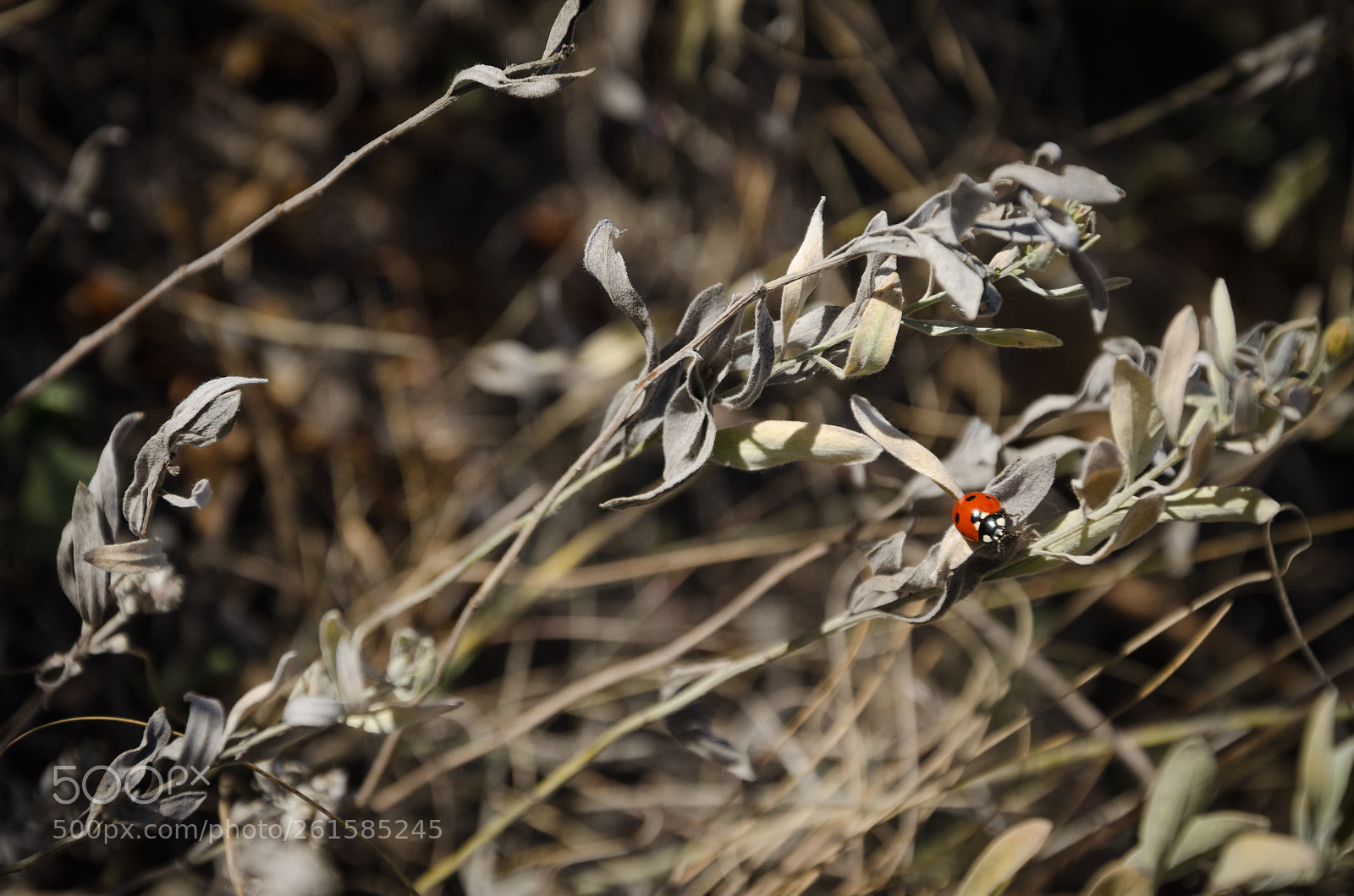 Nikon D7000 sample photo. Ladybug photography