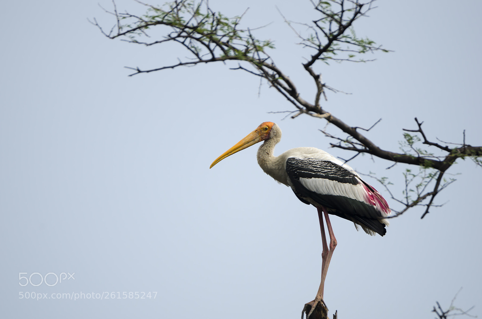 Nikon D7000 sample photo. Painted stork..... photography