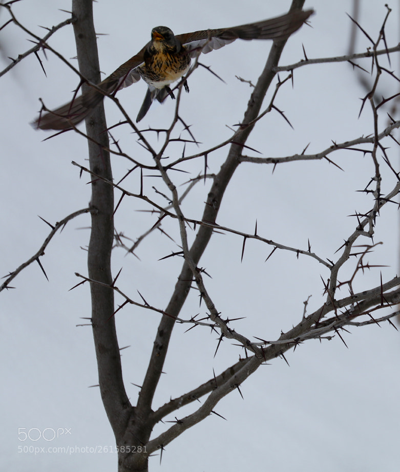 Canon EOS 80D sample photo. Winter's life photography