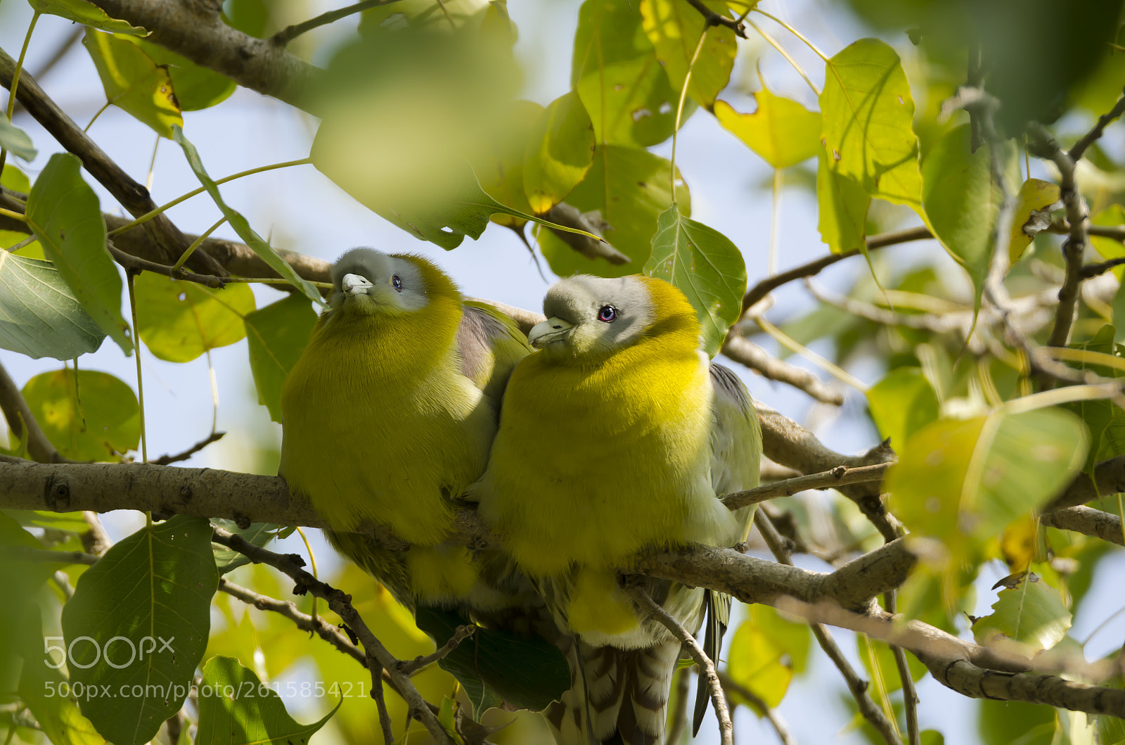 Nikon D7000 sample photo. Yellow -legged green pigeon..... photography