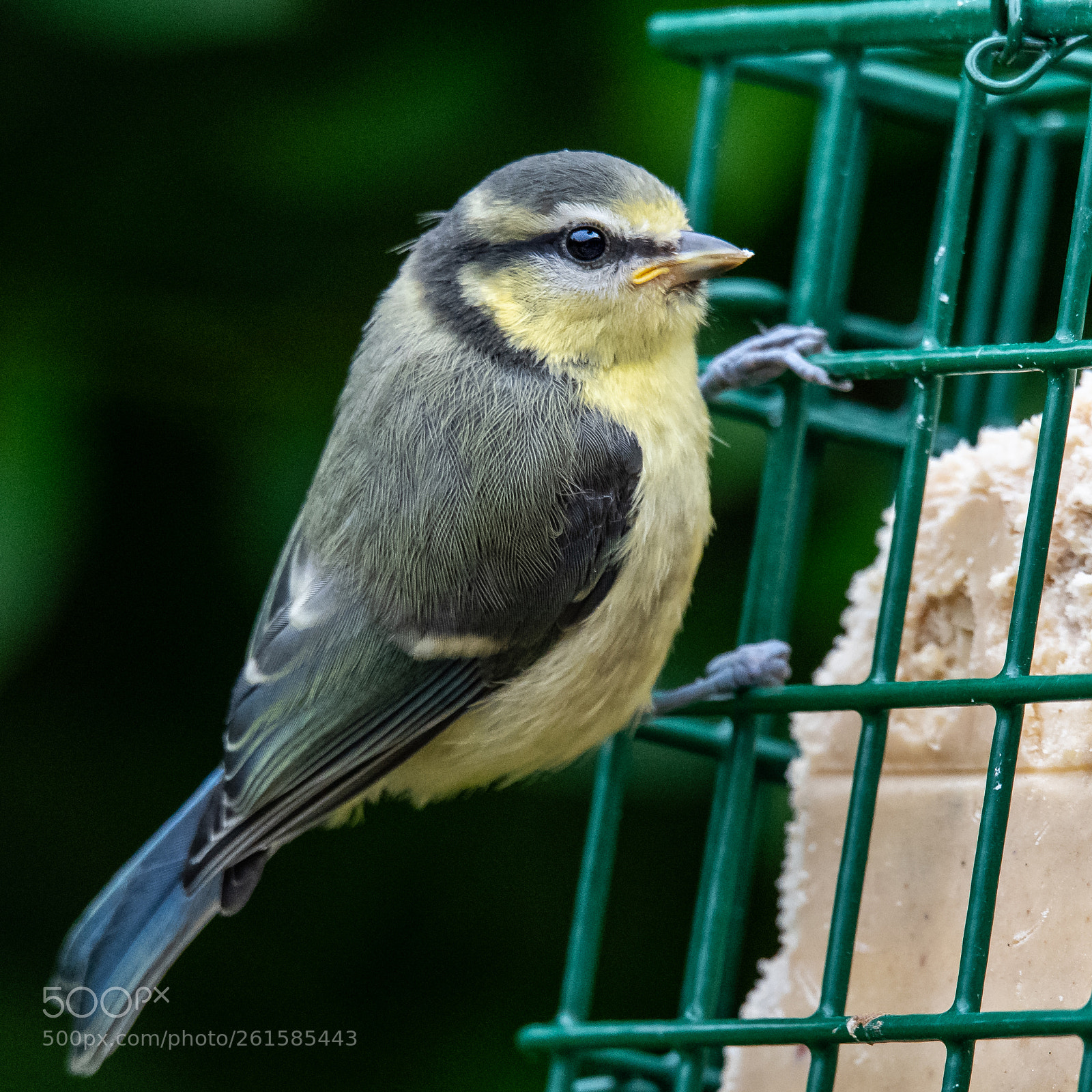 Nikon D850 sample photo. Fledgling blue tit photography