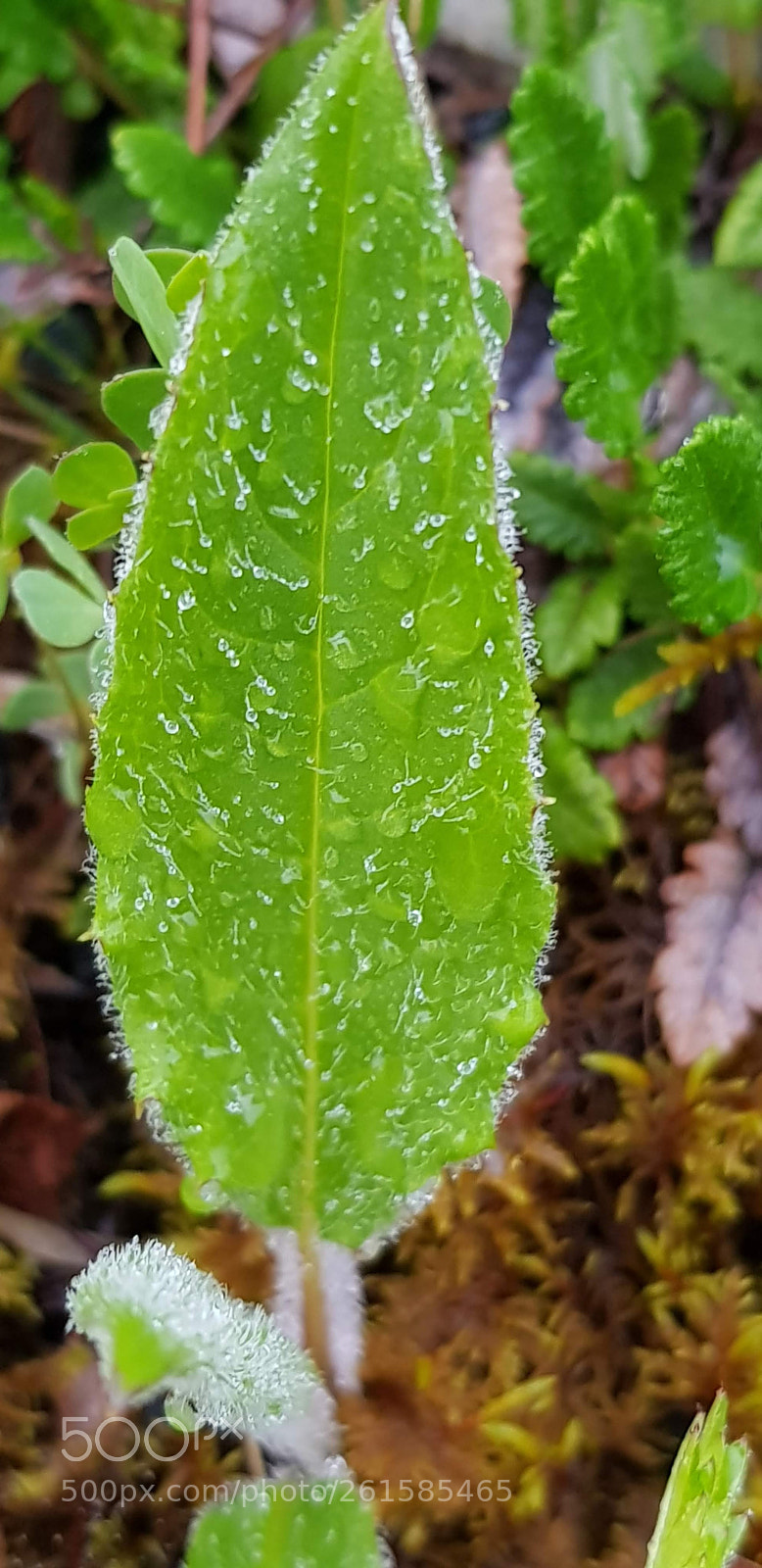 Samsung Galaxy S8 sample photo. Green photography