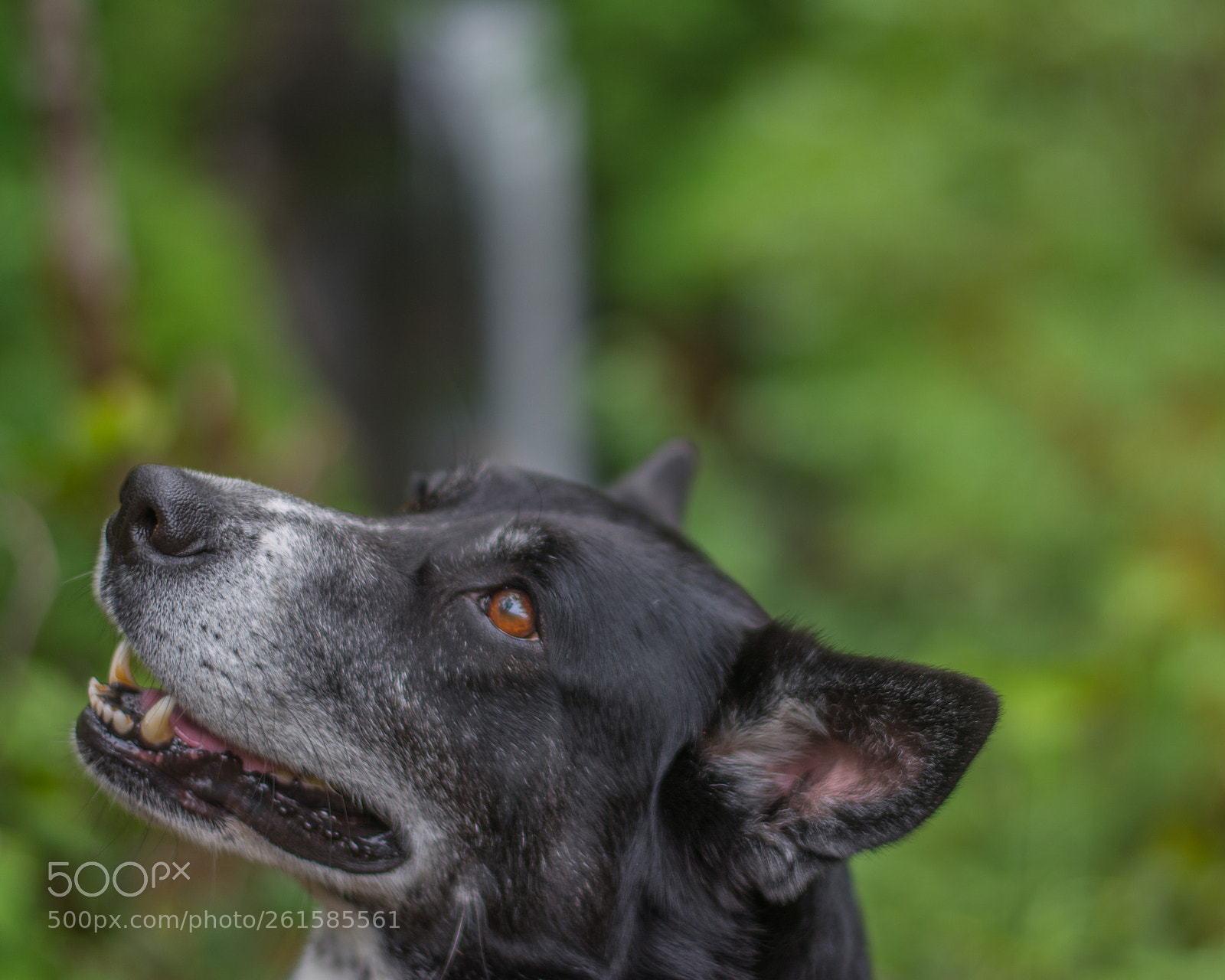 Nikon D5200 sample photo. Daisy photography
