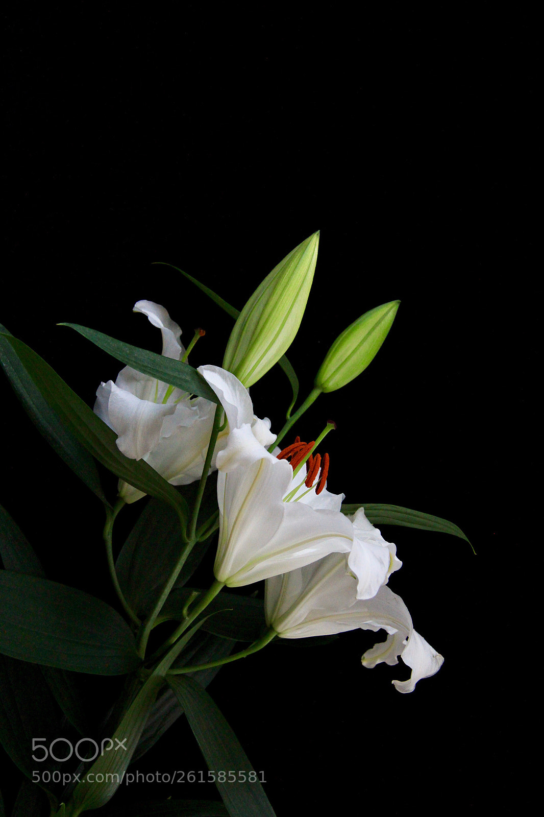Canon EOS 60D sample photo. Lilies photography