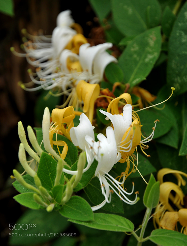 Nikon D90 sample photo. Caprifolium photography