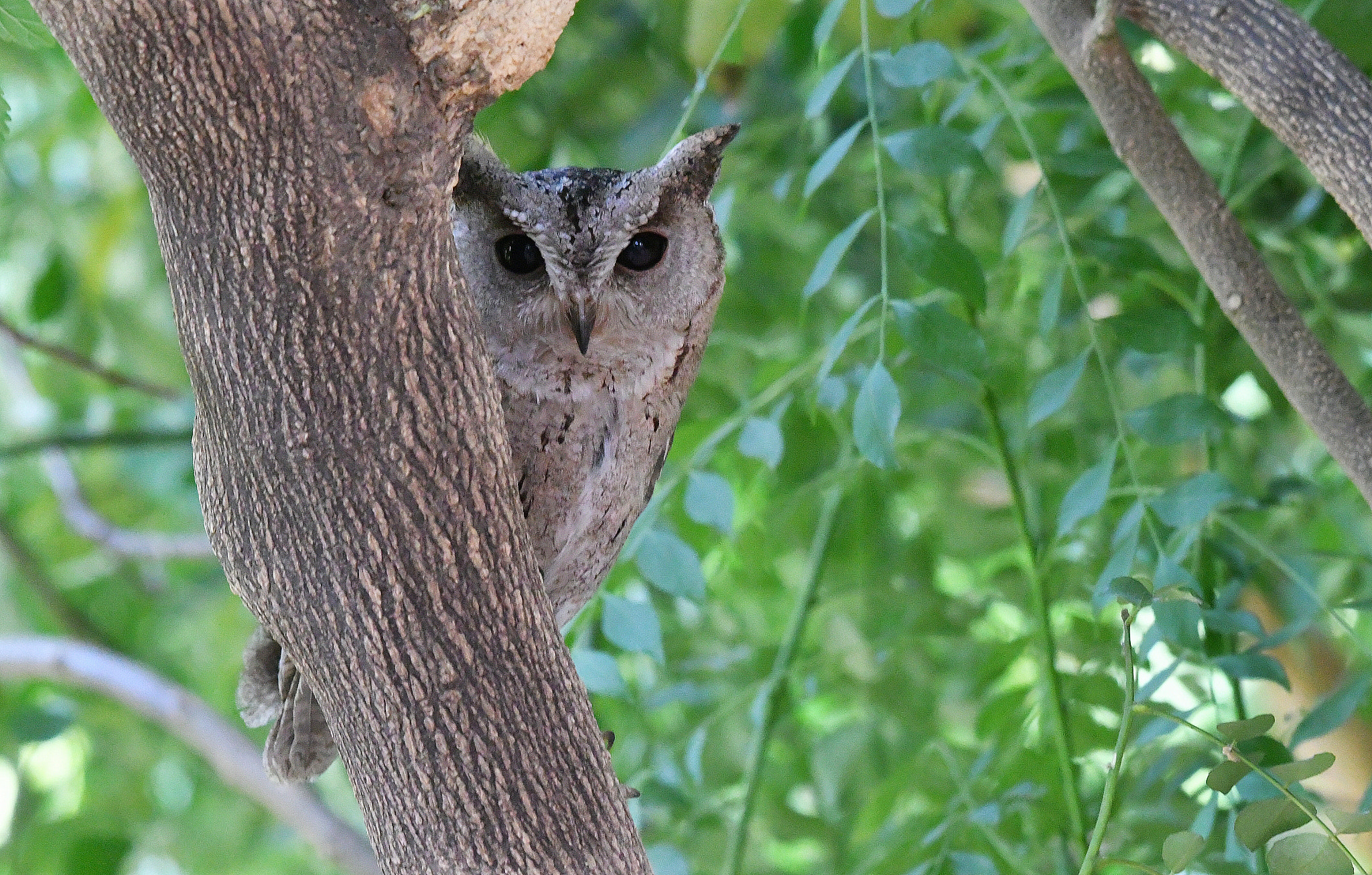 Nikon AF-S Nikkor 200-500mm F5.6E ED VR sample photo. Indian scops owl photography