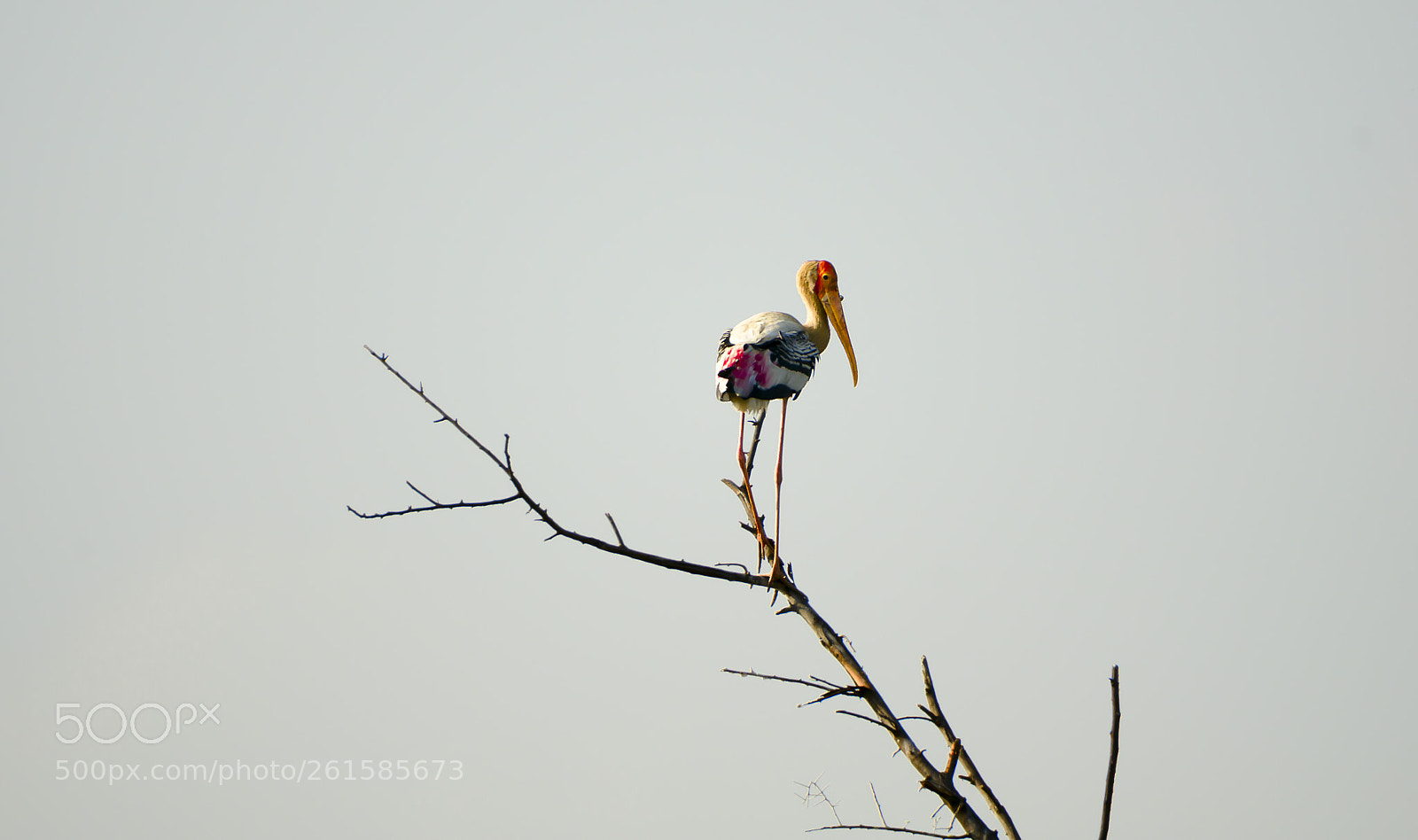 Nikon D7000 sample photo. Painted stork..... photography
