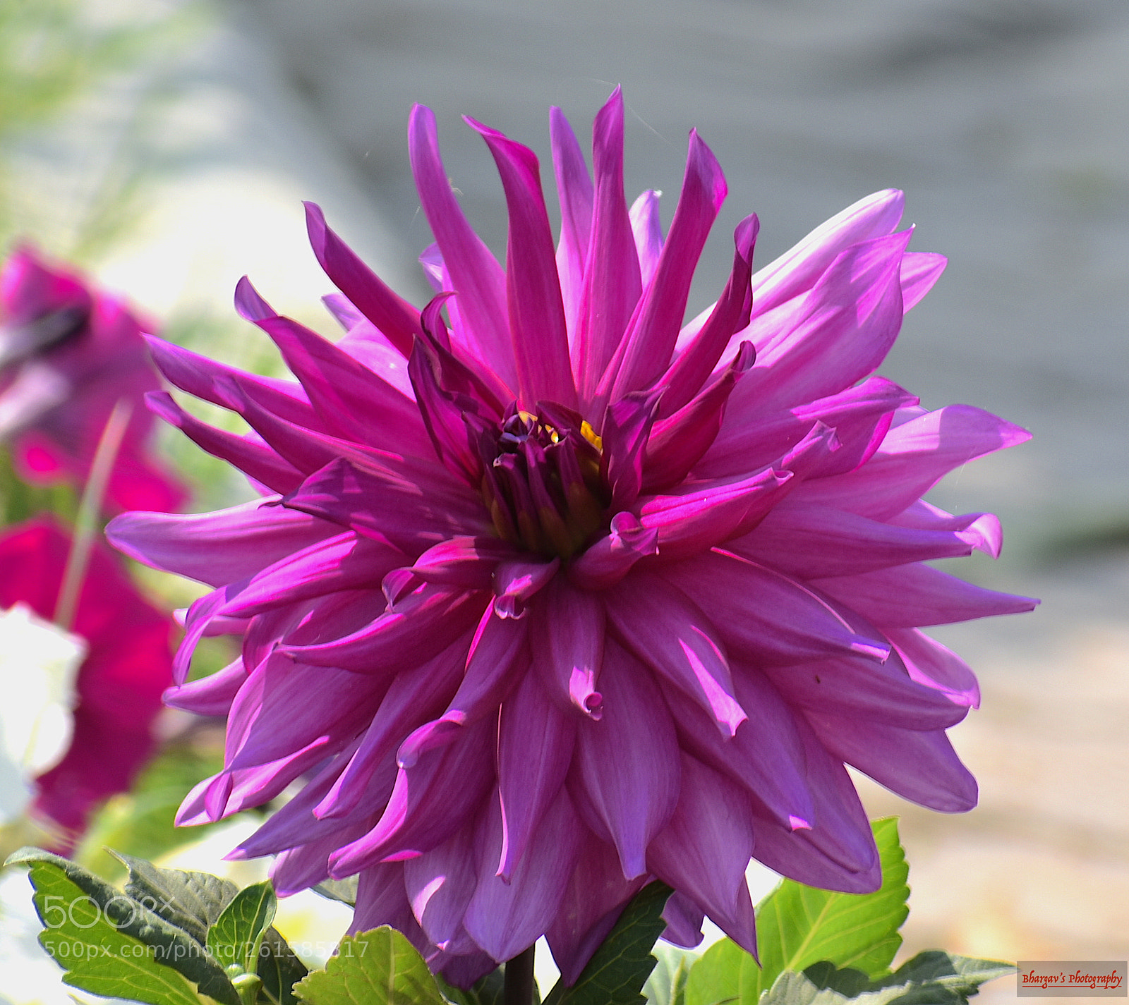Nikon D3400 sample photo. Flower photography