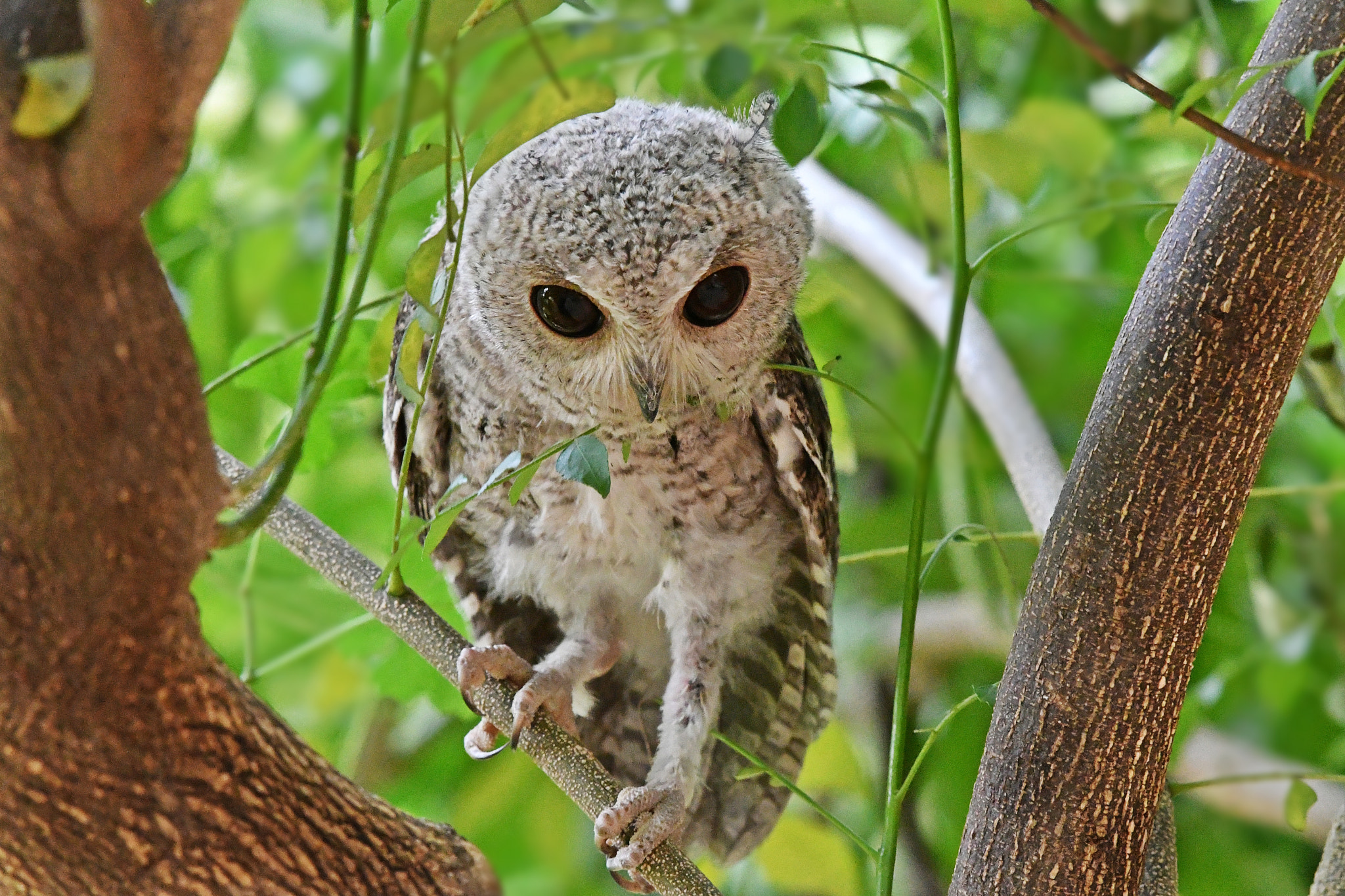 Nikon AF-S Nikkor 200-500mm F5.6E ED VR sample photo. Indian scops owl photography