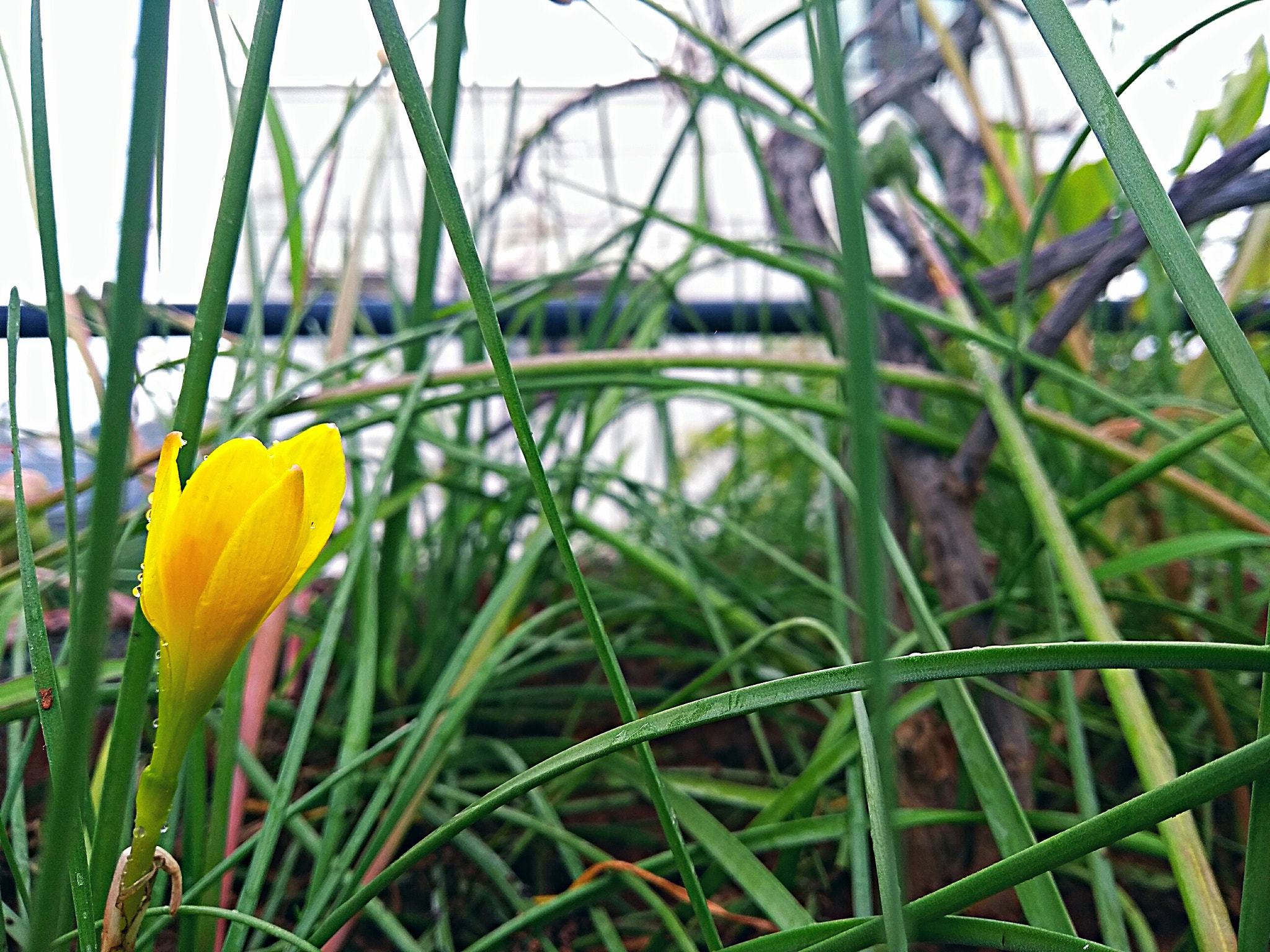 Motorola Moto G (5th Gen) sample photo. Perspective photography