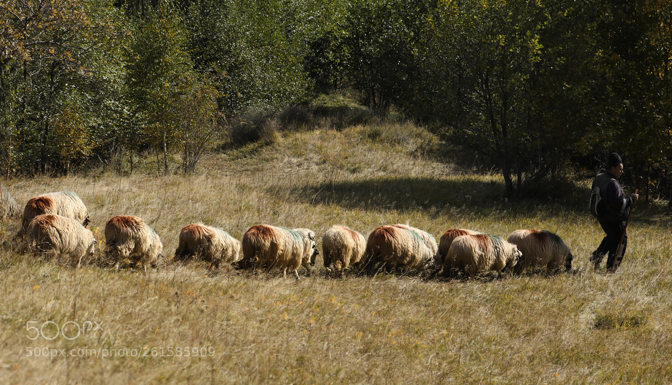 Canon EOS 80D sample photo. A little row photography