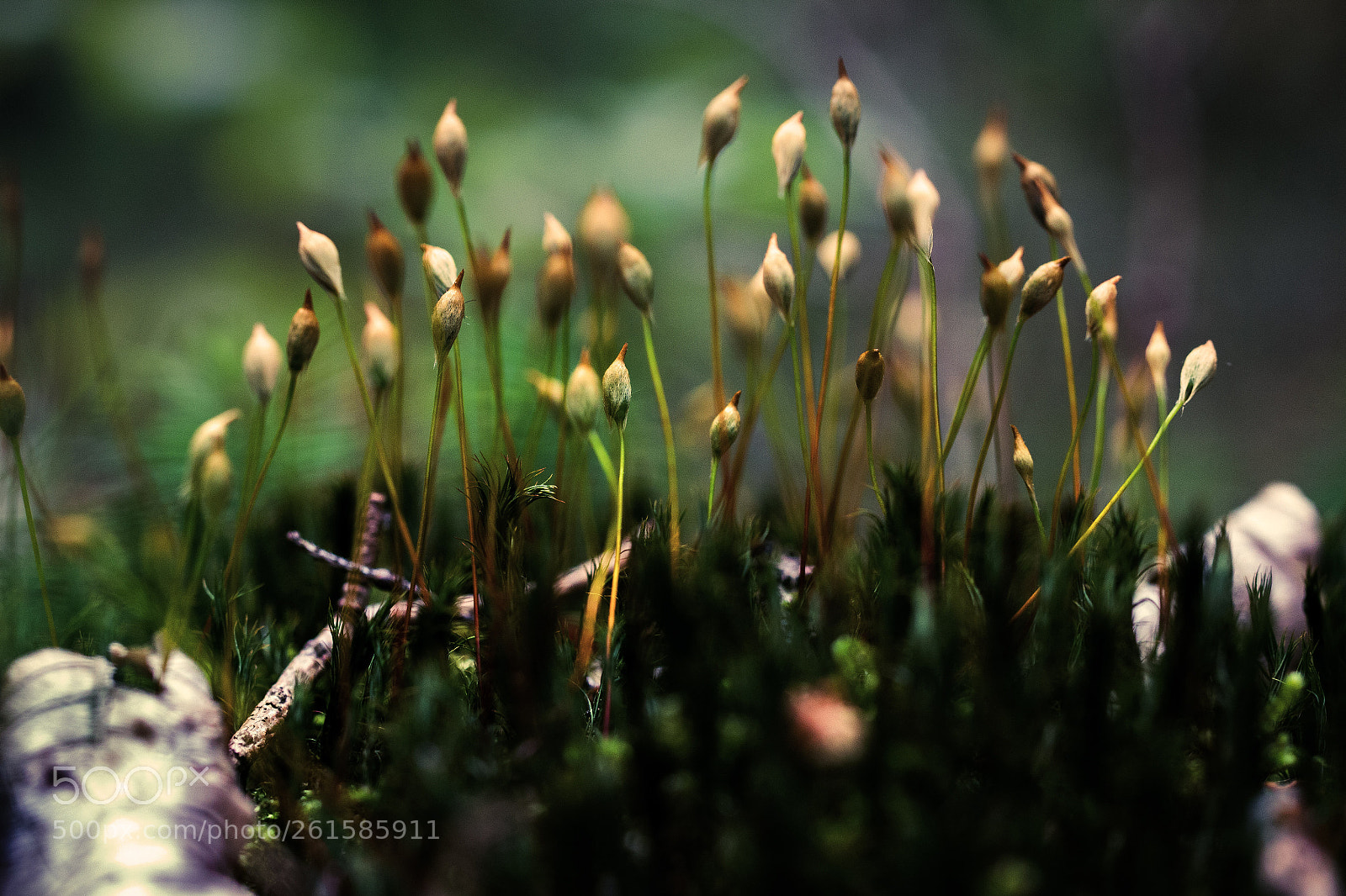 Canon EOS 100D (EOS Rebel SL1 / EOS Kiss X7) sample photo. Moos samen photography