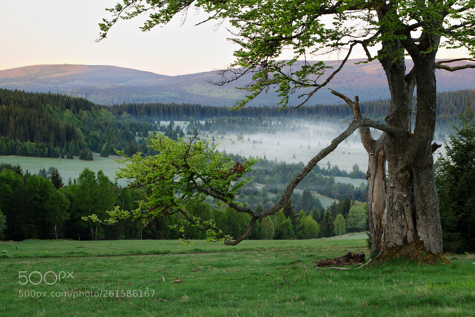 Nikon D7000 sample photo. Misty valley photography