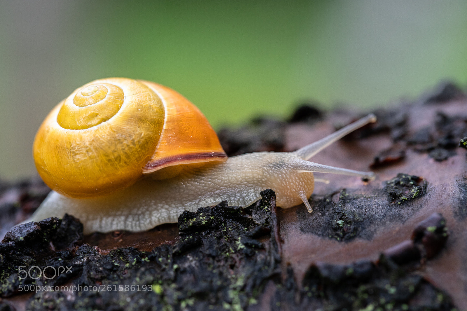 Canon EOS 6D Mark II sample photo. Jour de pluie photography