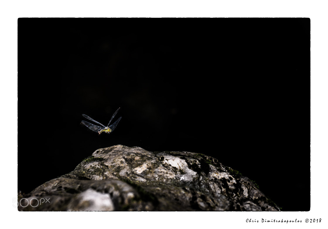 Nikon D7000 sample photo. One flew over the photography