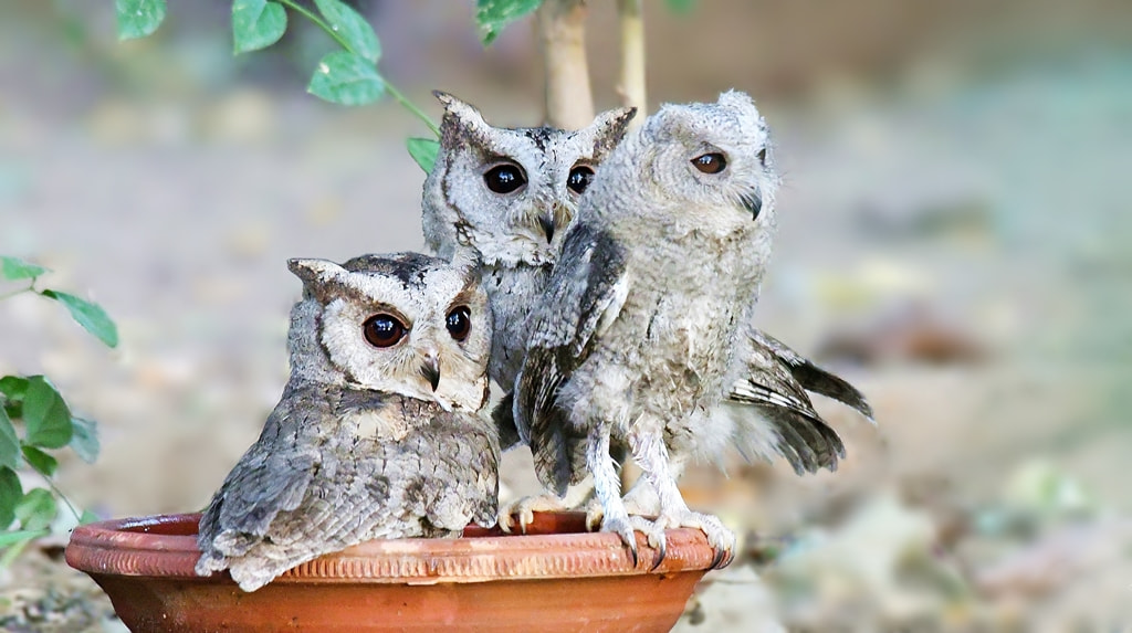 Nikon AF-S Nikkor 200-500mm F5.6E ED VR sample photo. Indian scops owl photography