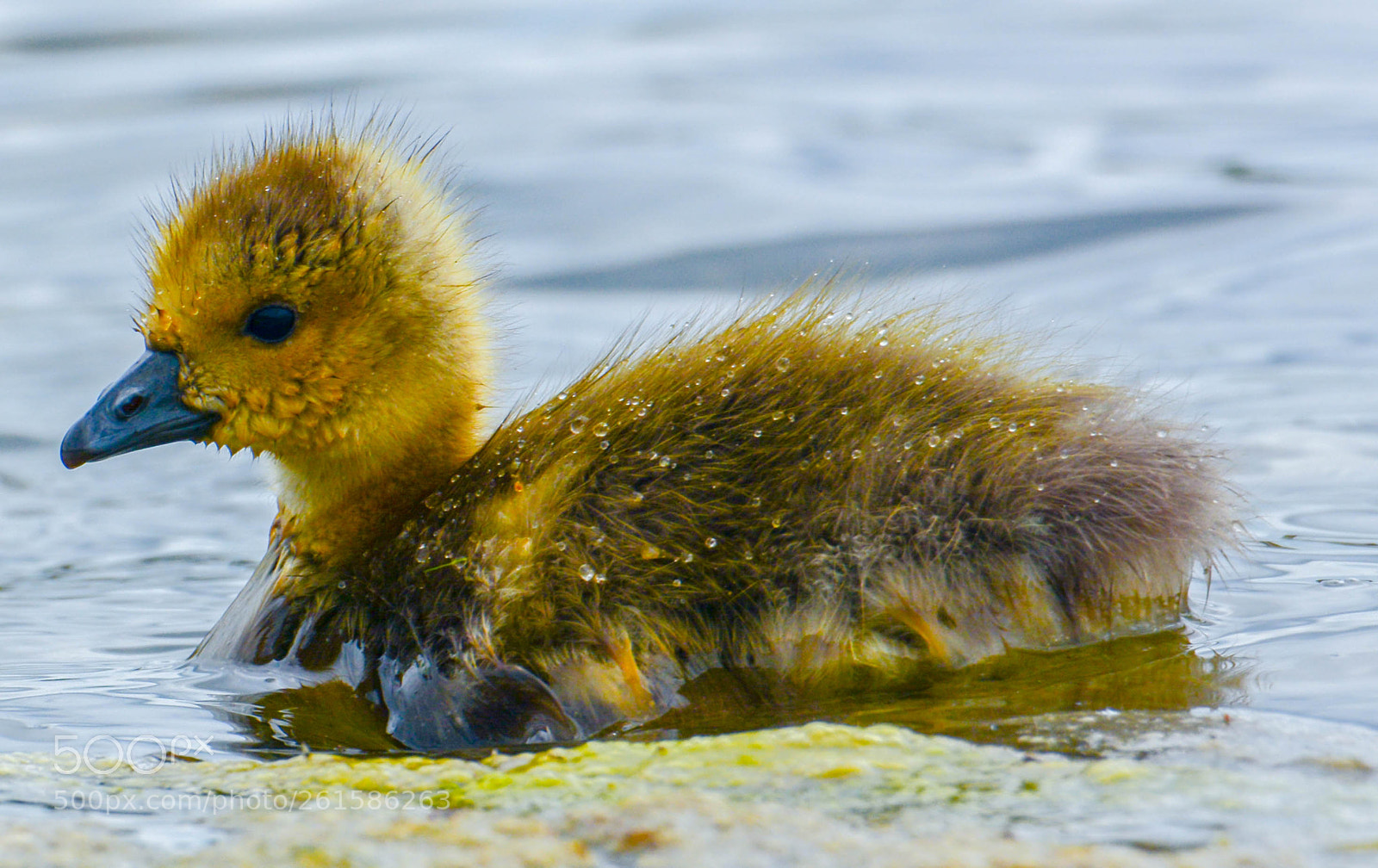 Nikon D7100 sample photo. Canadian goose young photography