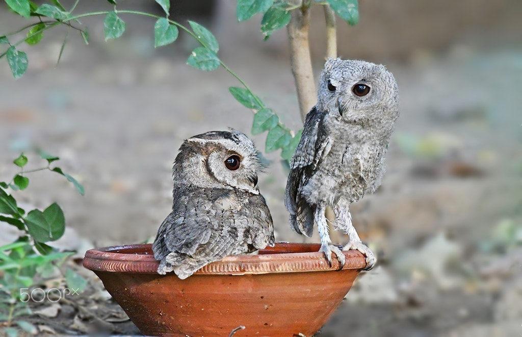 Nikon AF-S Nikkor 200-500mm F5.6E ED VR sample photo. Indian scops owl photography