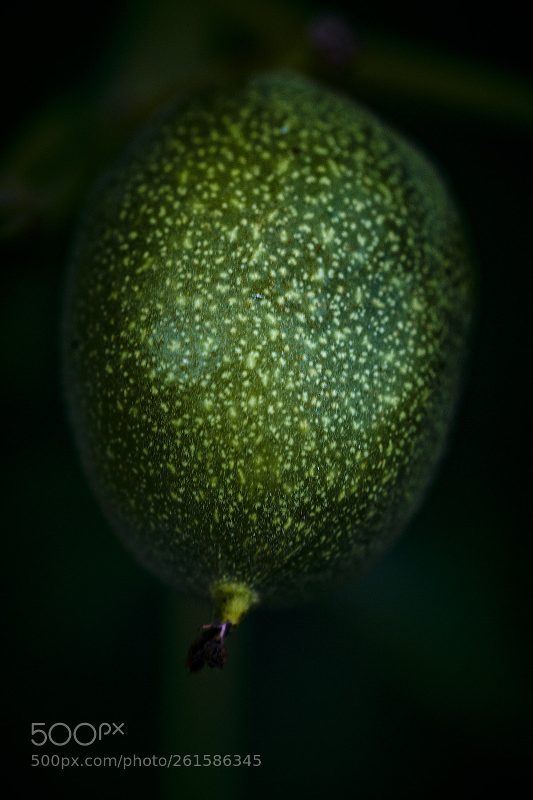 Fujifilm X-Pro2 sample photo. The green nuts photography