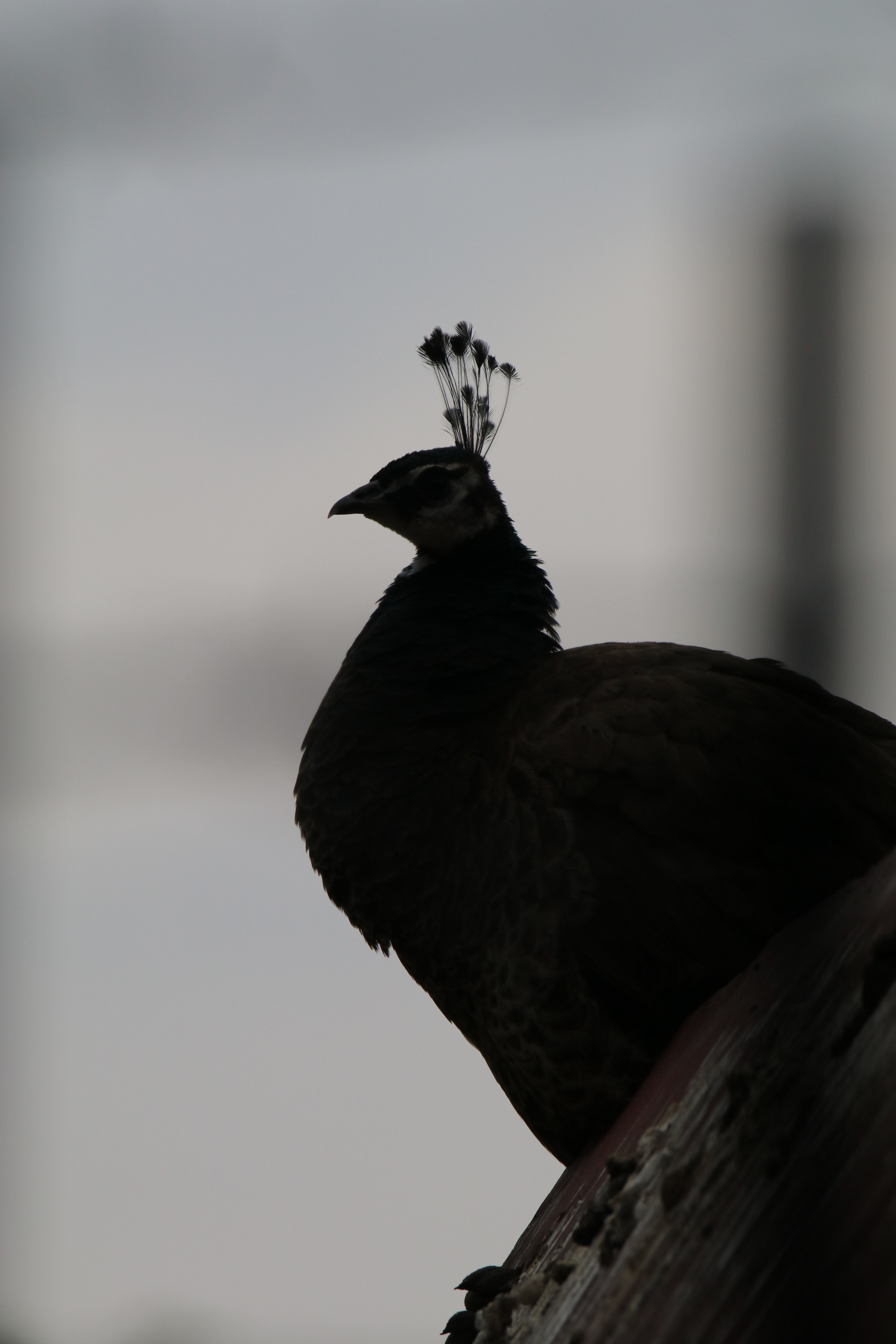 Tamron SP 150-600mm F5-6.3 Di VC USD sample photo. 立erect photography