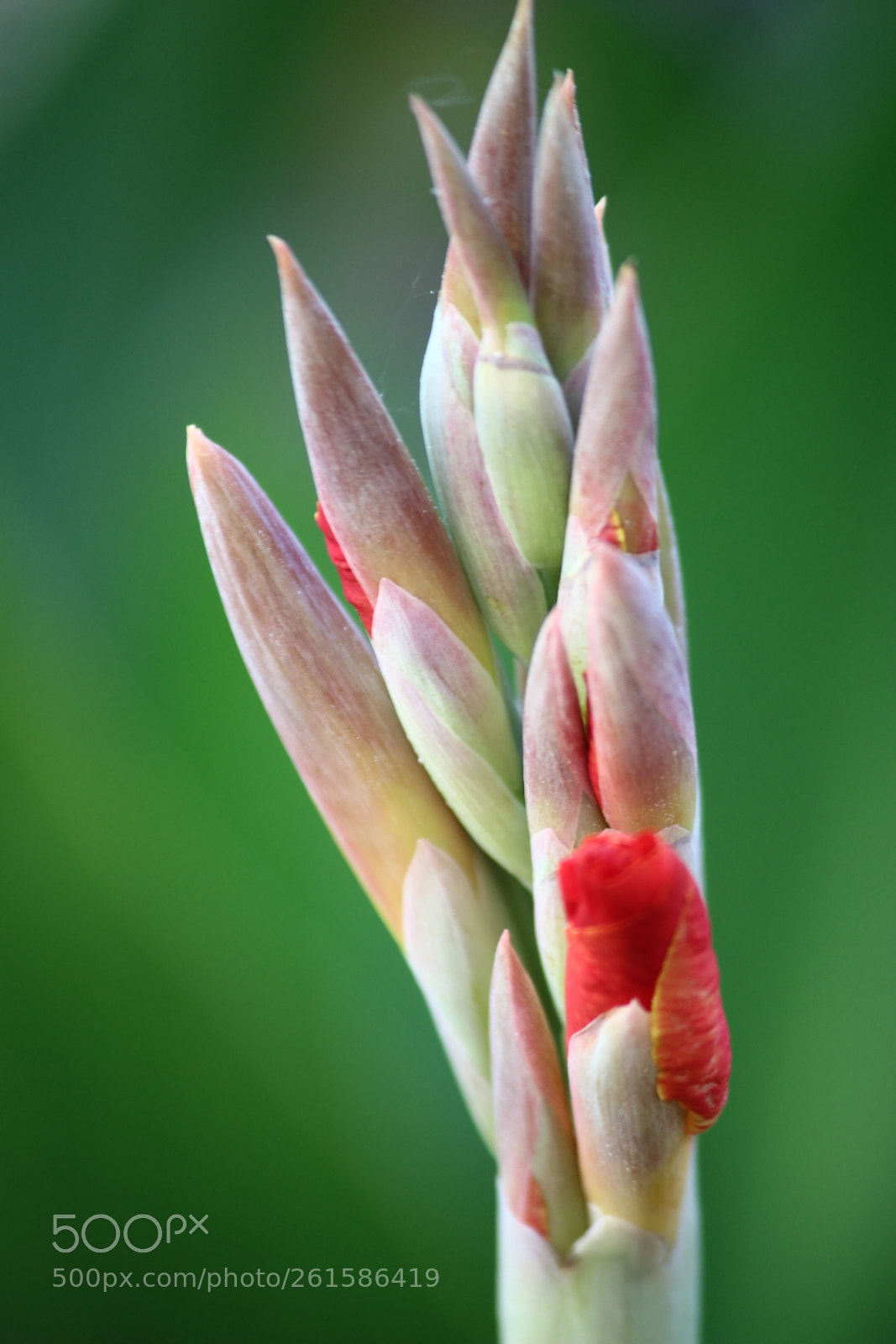 Canon EF-S 55-250mm F4-5.6 IS II sample photo. Img photography