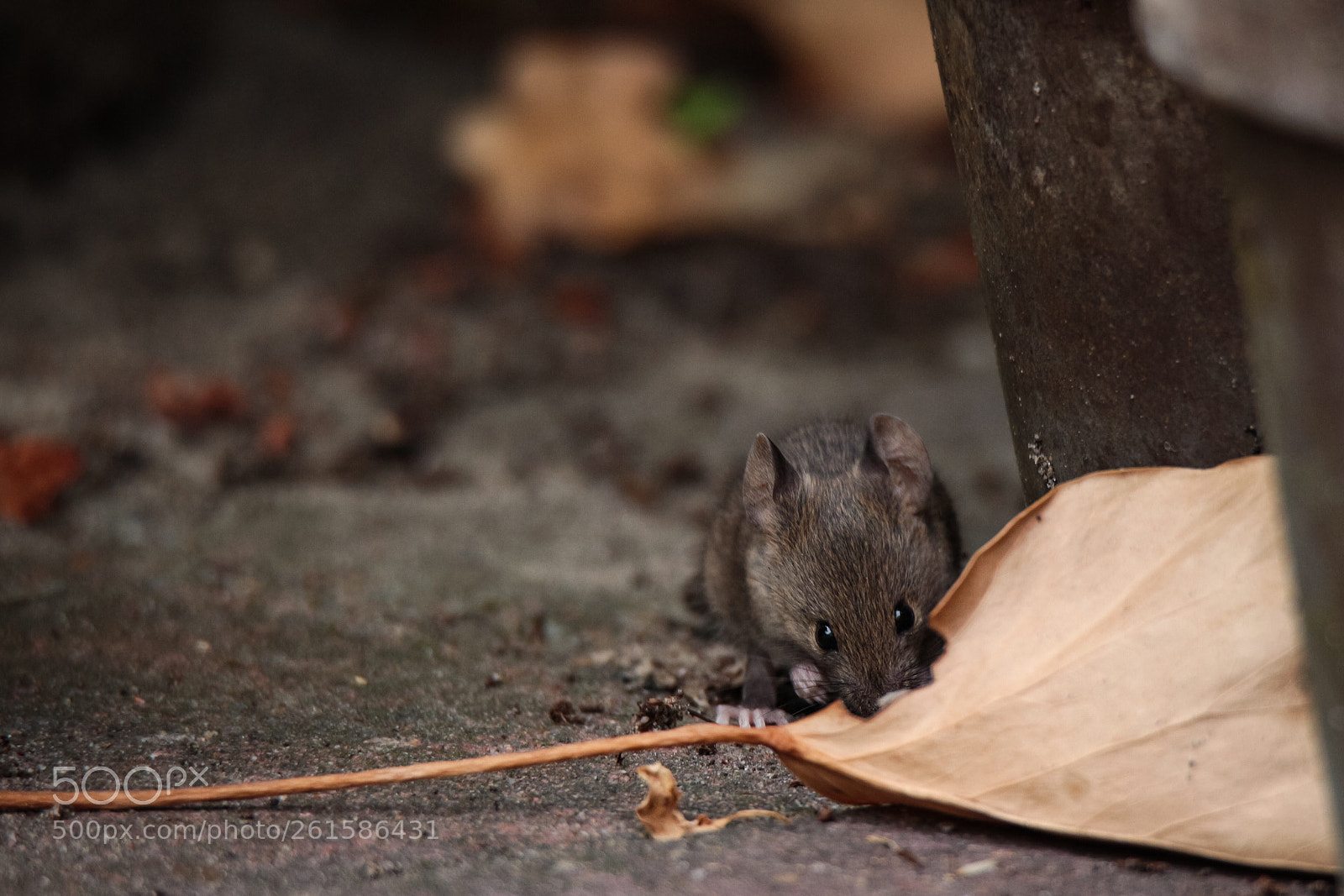 Canon EOS 650D (EOS Rebel T4i / EOS Kiss X6i) sample photo. Peek a boo photography