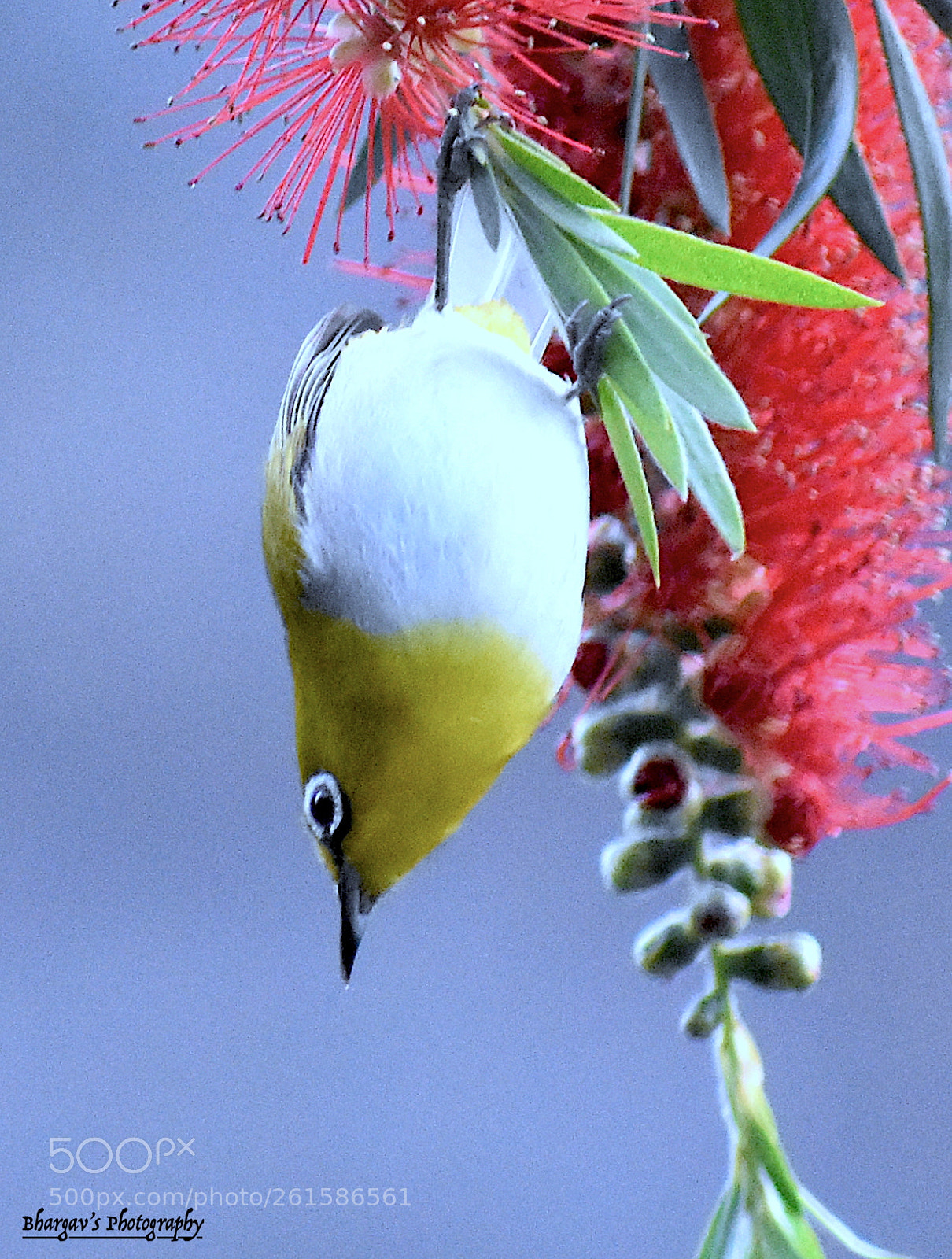 Nikon D3400 sample photo. Oriental white-eye photography
