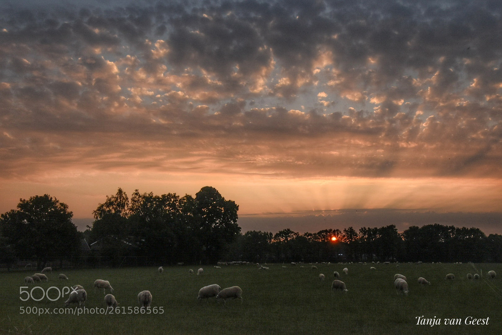 Nikon D5500 sample photo. Colorful sunset photography