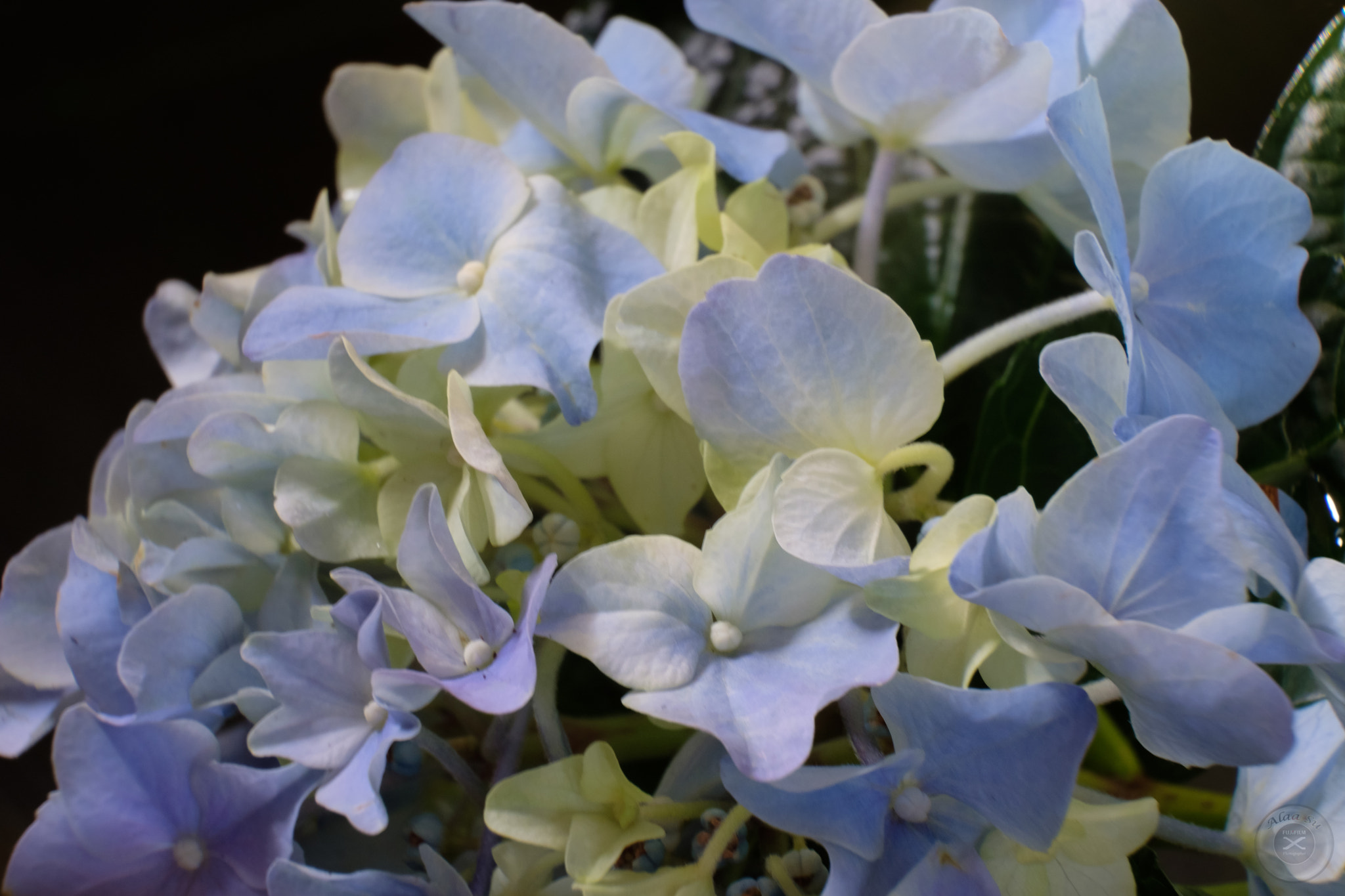 Fujifilm X-E3 sample photo. Blue photography