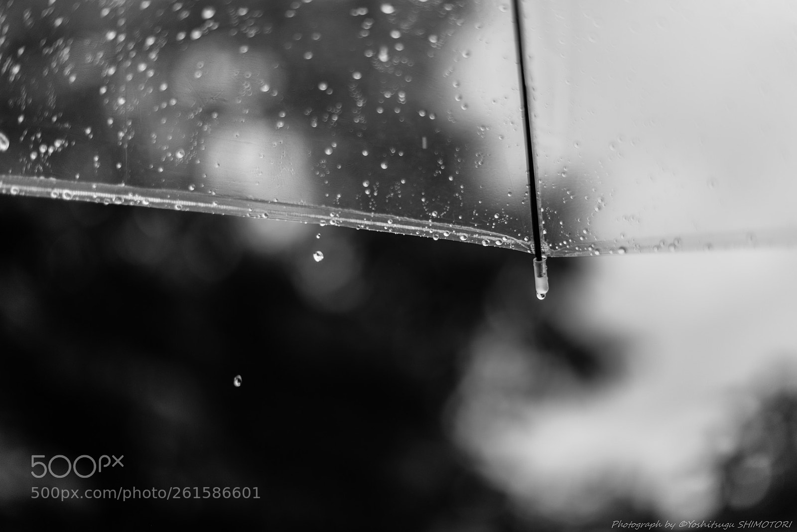 Nikon D800 sample photo. Rein drops photography
