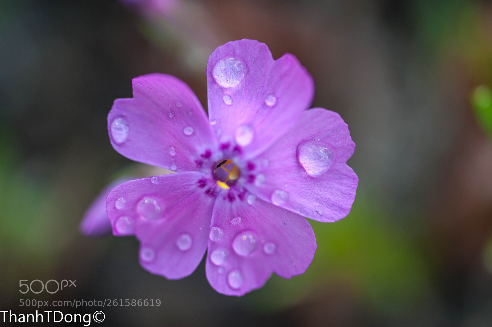 Nikon D700 sample photo. 55 mm photography