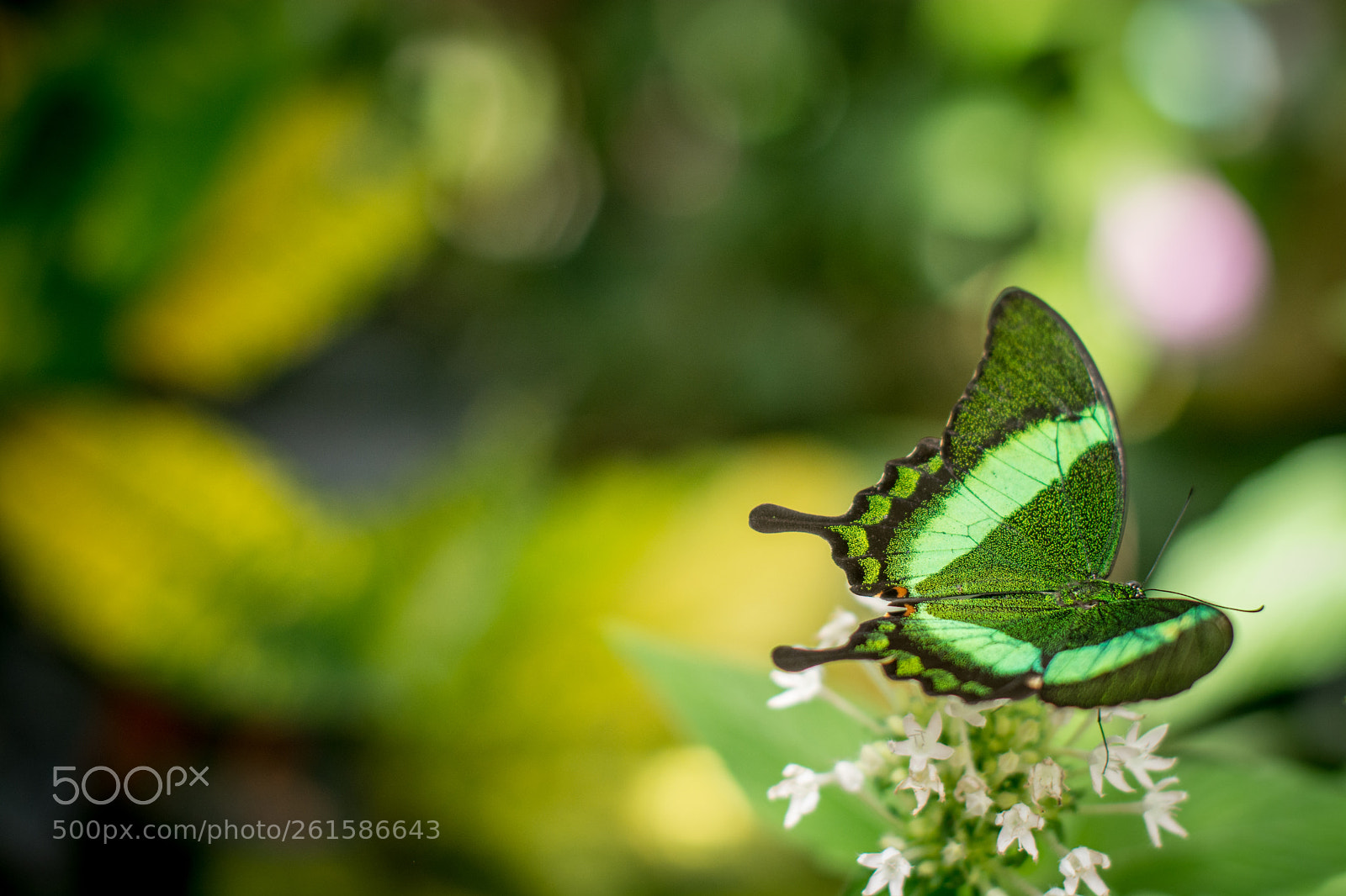 Nikon D7100 sample photo. Butterfly photography