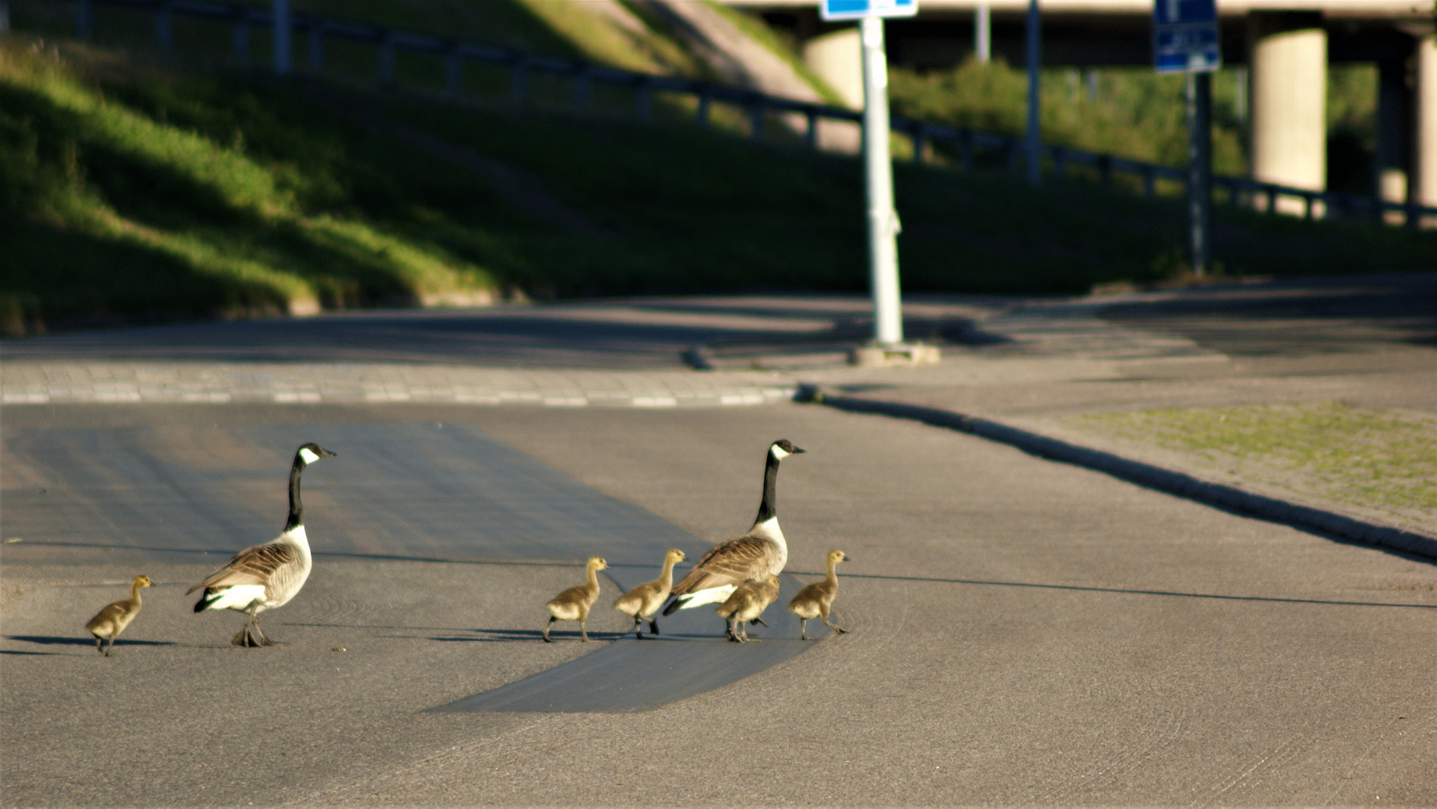 Sony Alpha DSLR-A350 + Tamron Lens (255) sample photo. Pedestrians photography