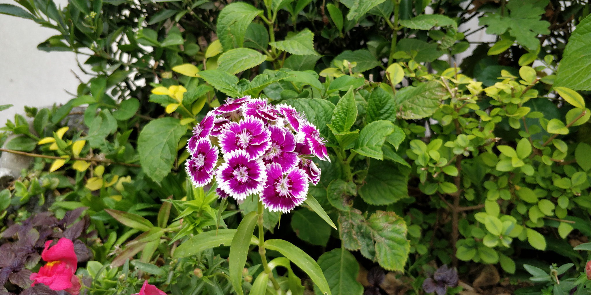 OnePlus 5T sample photo