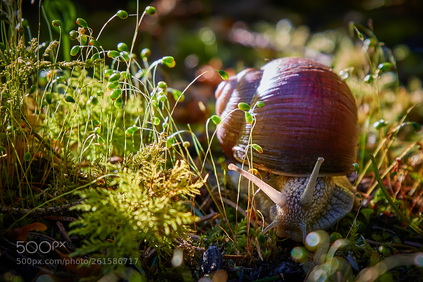 Canon EOS 7D Mark II sample photo. A snail in the photography