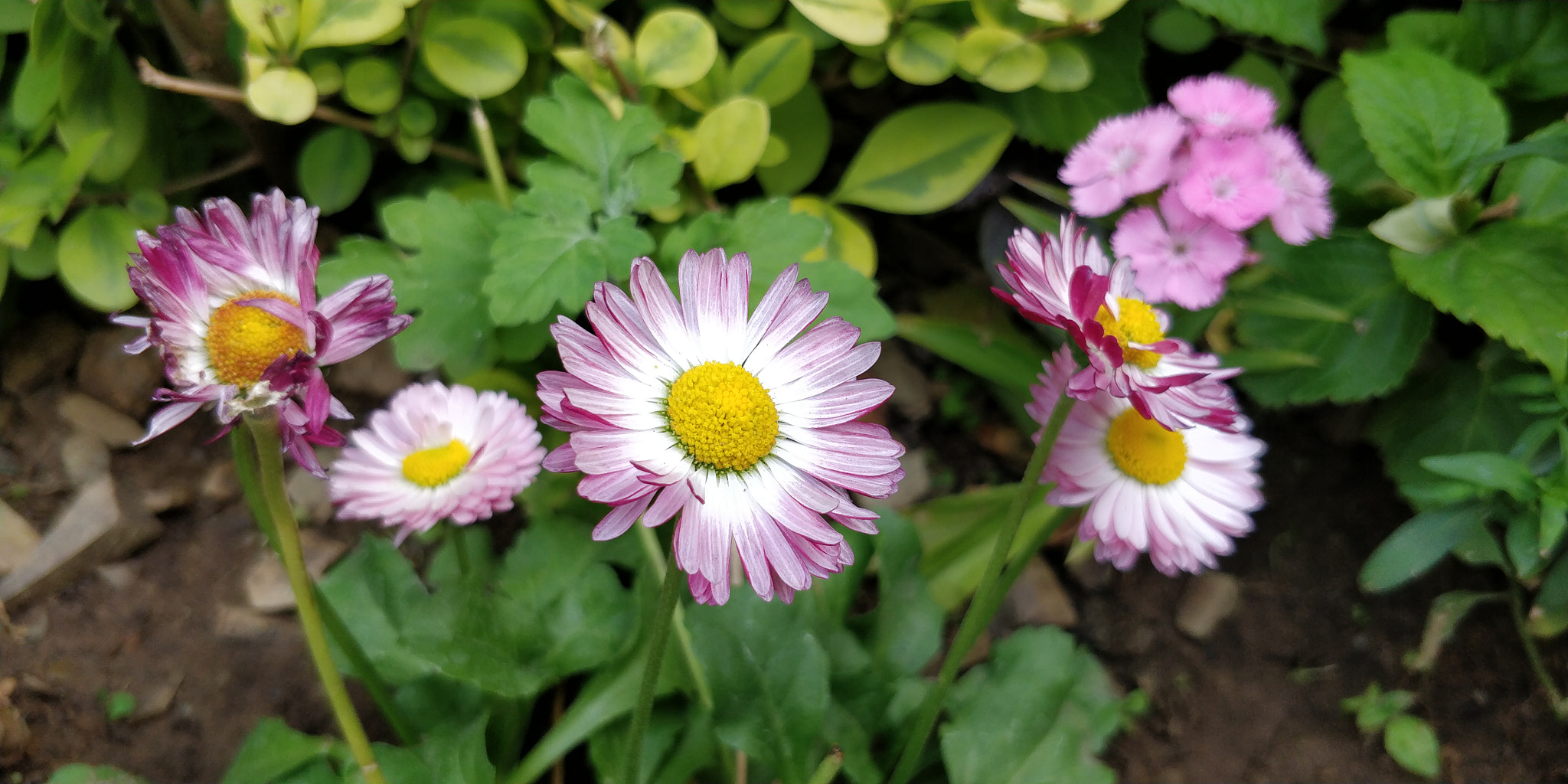 OnePlus 5T sample photo