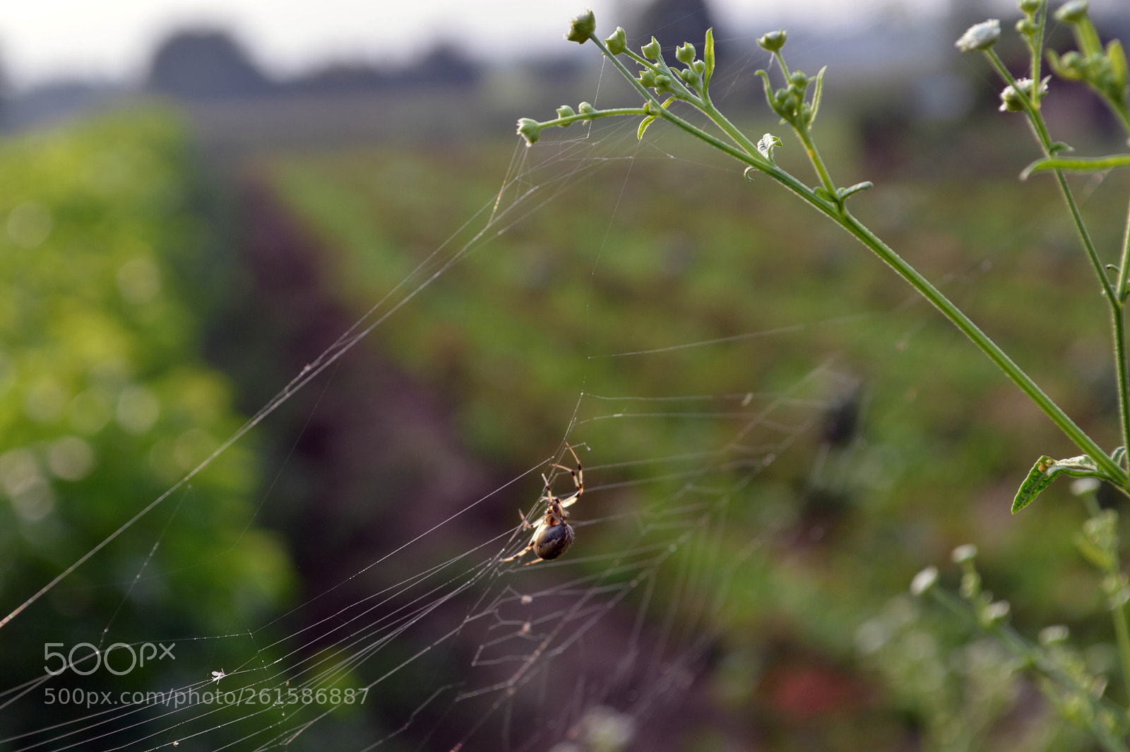 Nikon D3200 sample photo. Spider photography