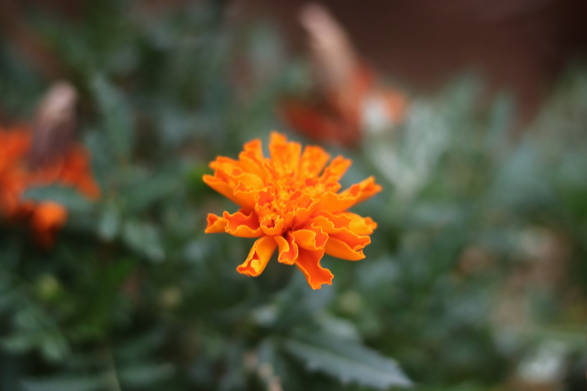 Canon EOS 800D (EOS Rebel T7i / EOS Kiss X9i) sample photo. Orange photography