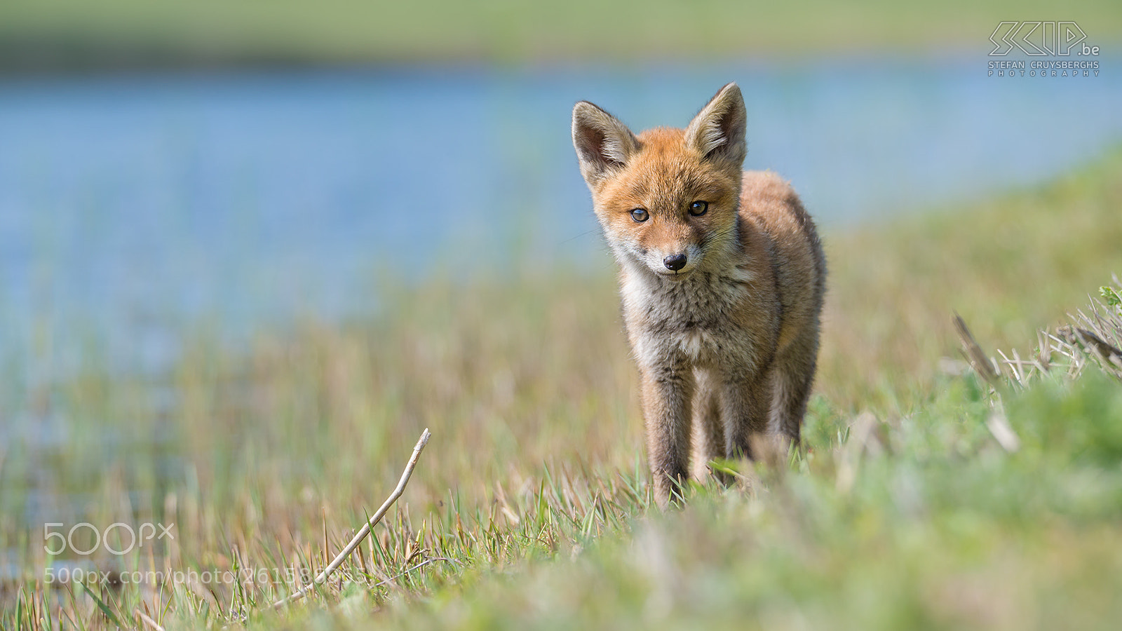 Nikon D610 sample photo. Fox cub photography
