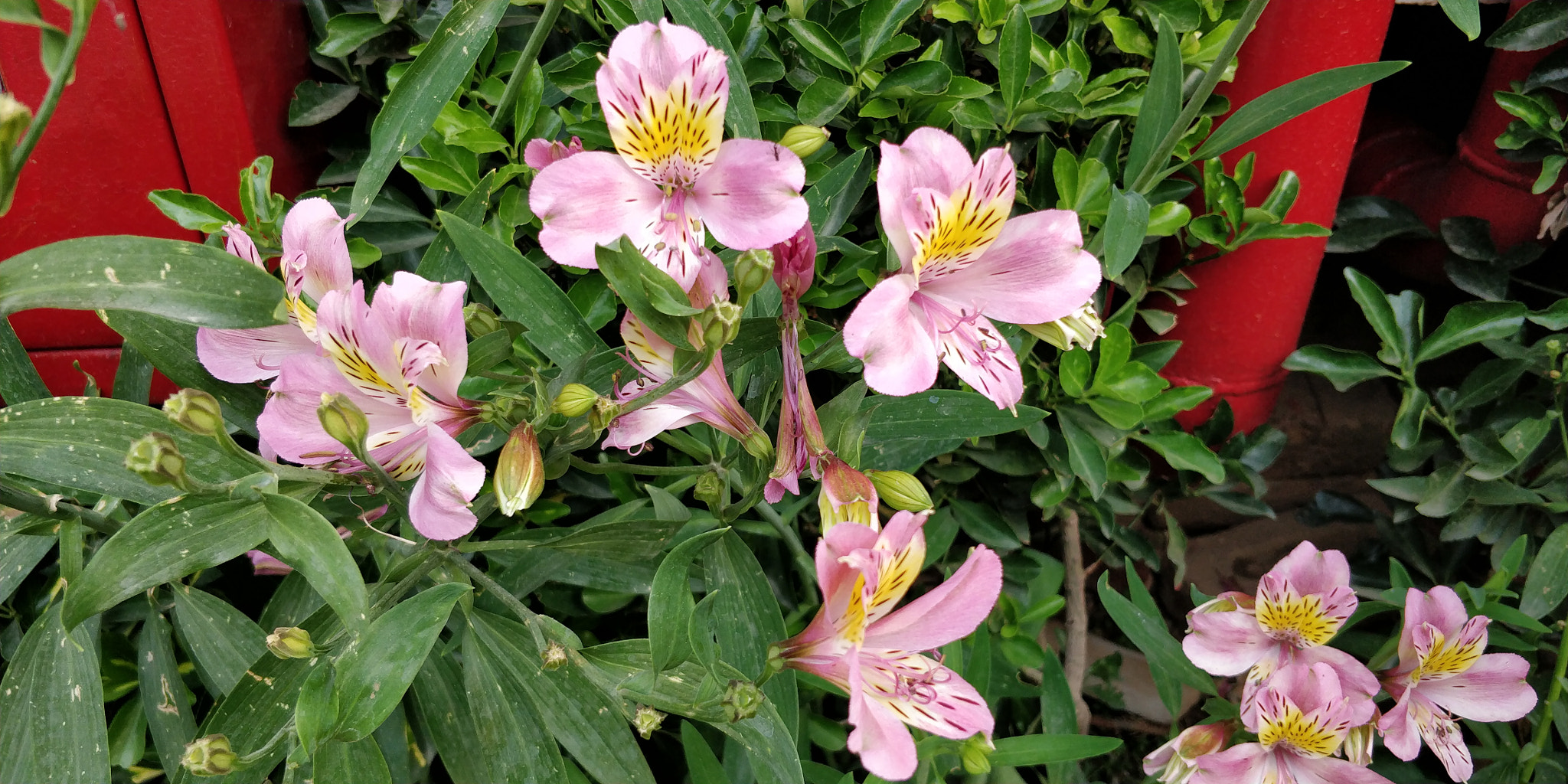 OnePlus 5T sample photo