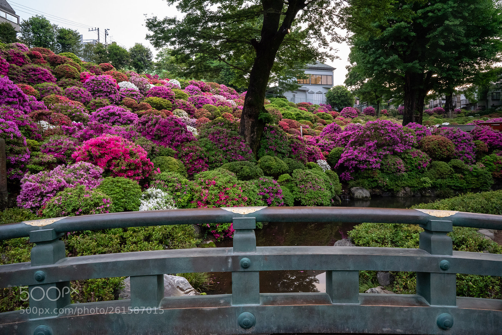 Sony a7R III sample photo. Azaleas at nezu shrine photography