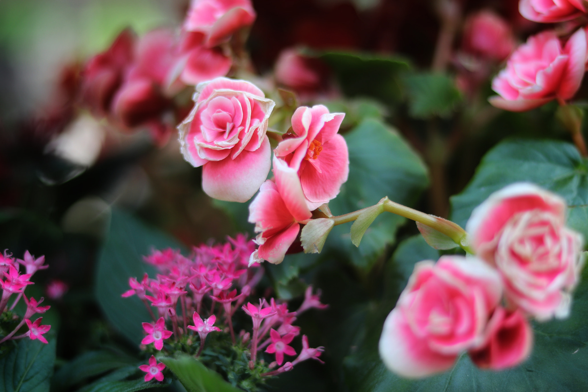 Canon EOS 800D (EOS Rebel T7i / EOS Kiss X9i) sample photo. Floral photography