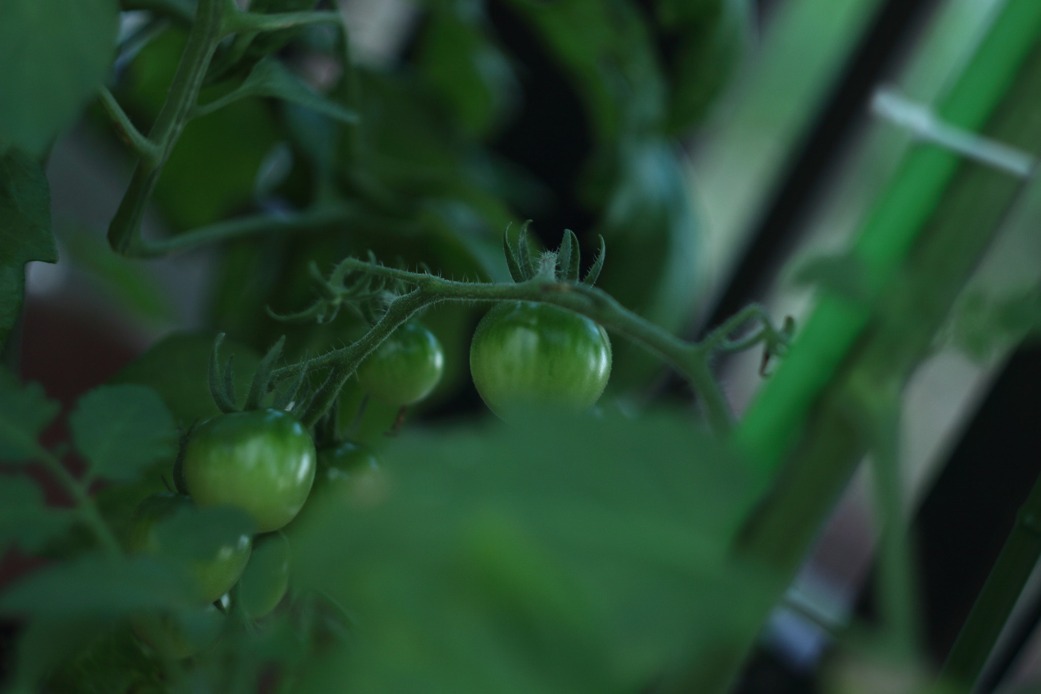 Canon EF 35-80mm f/4-5.6 sample photo. Tomato photography