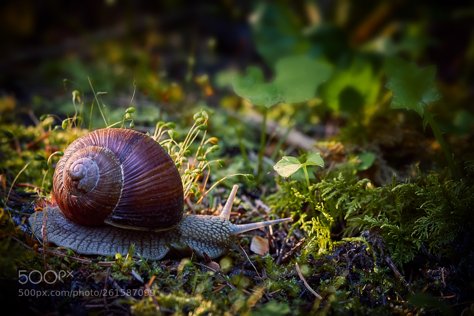 Canon EOS 7D Mark II sample photo. A snail in the photography