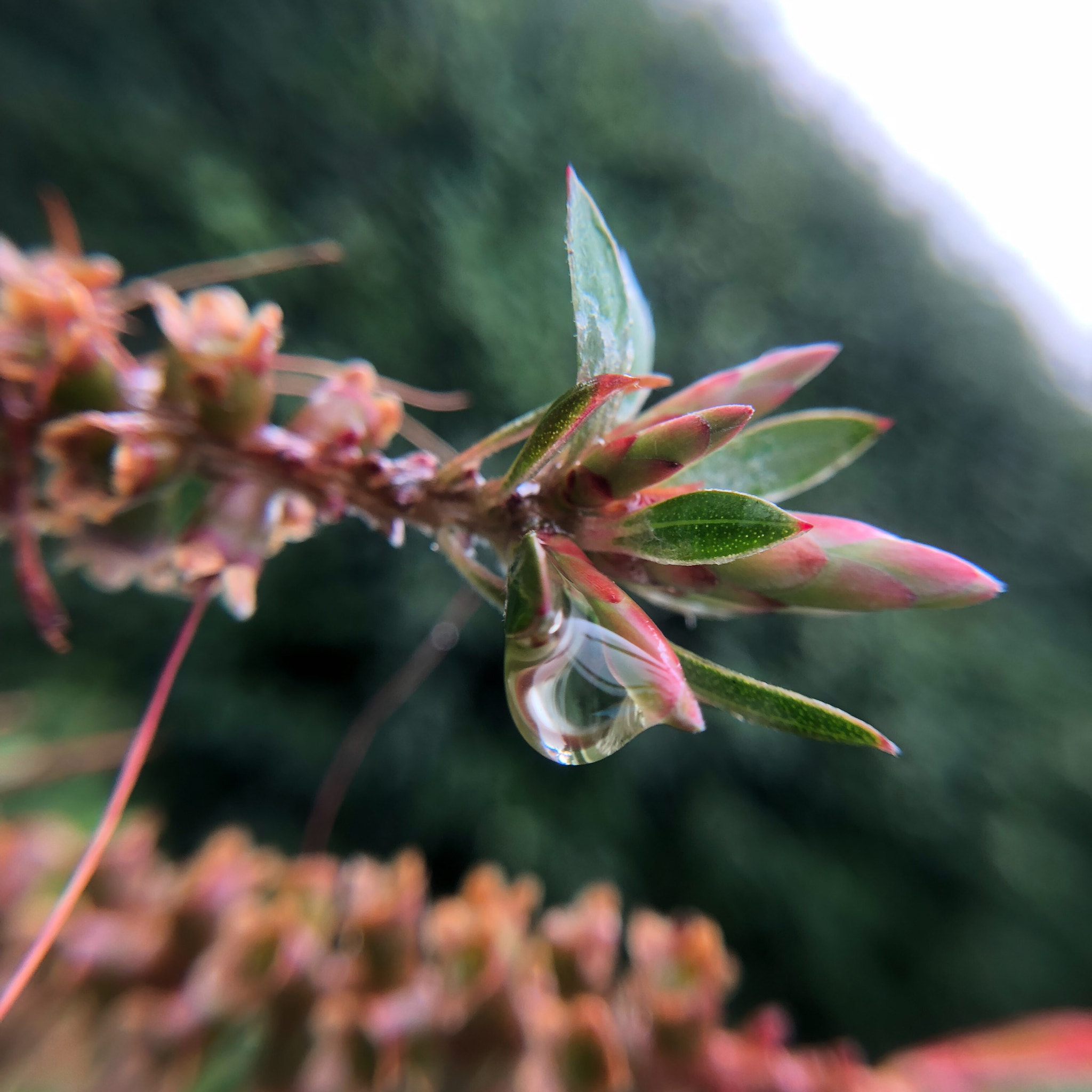 Apple iPhone X sample photo. Grosse goutte d’eau photography