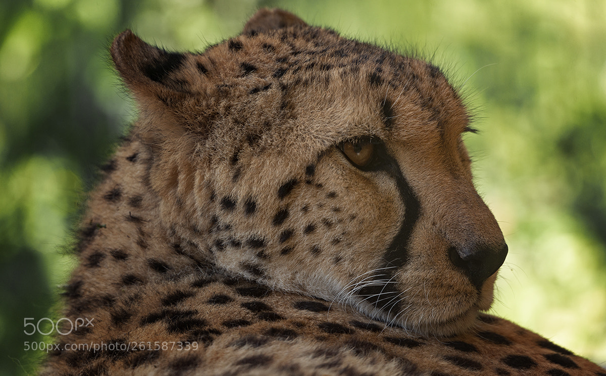 Nikon D800 sample photo. Acinonyx jubatus photography