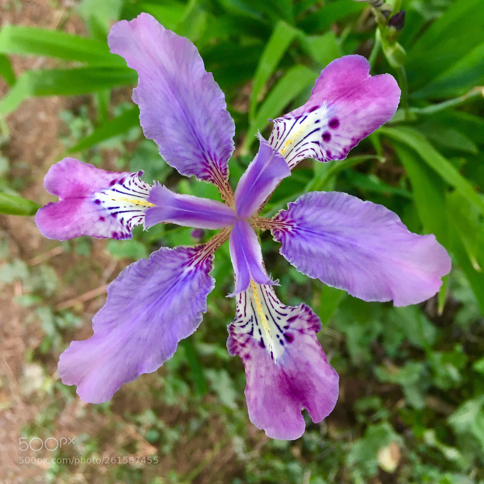 Apple iPhone SE sample photo. Symmetry  photography